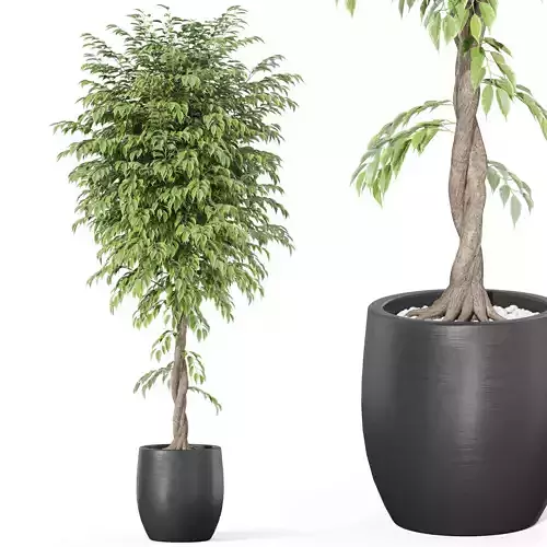 Plants collection 1010 3D model