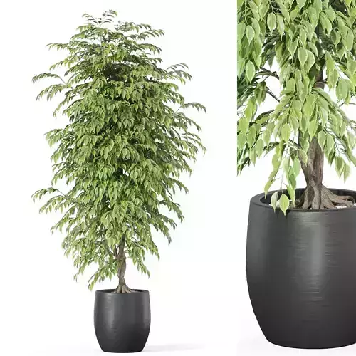 Plants collection 1011 3D model