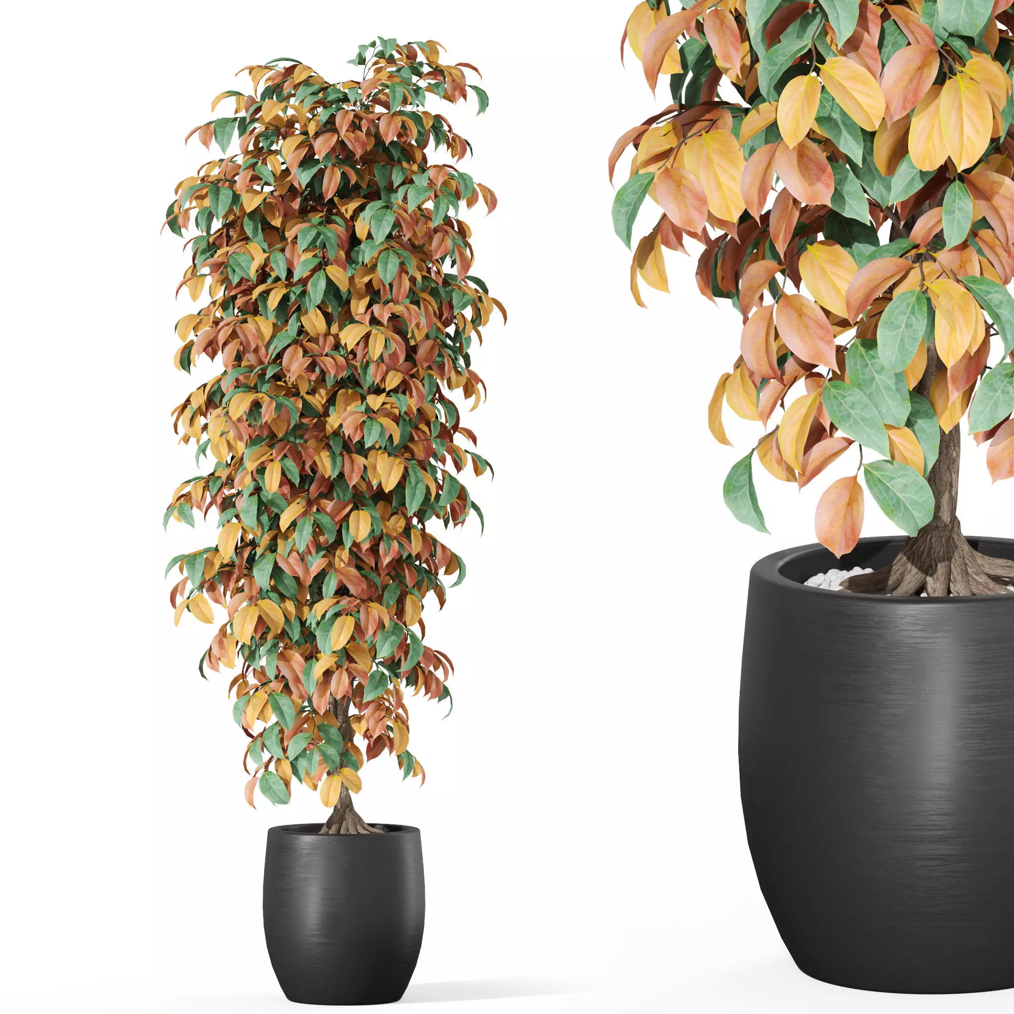 Plants collection 1012 3D model