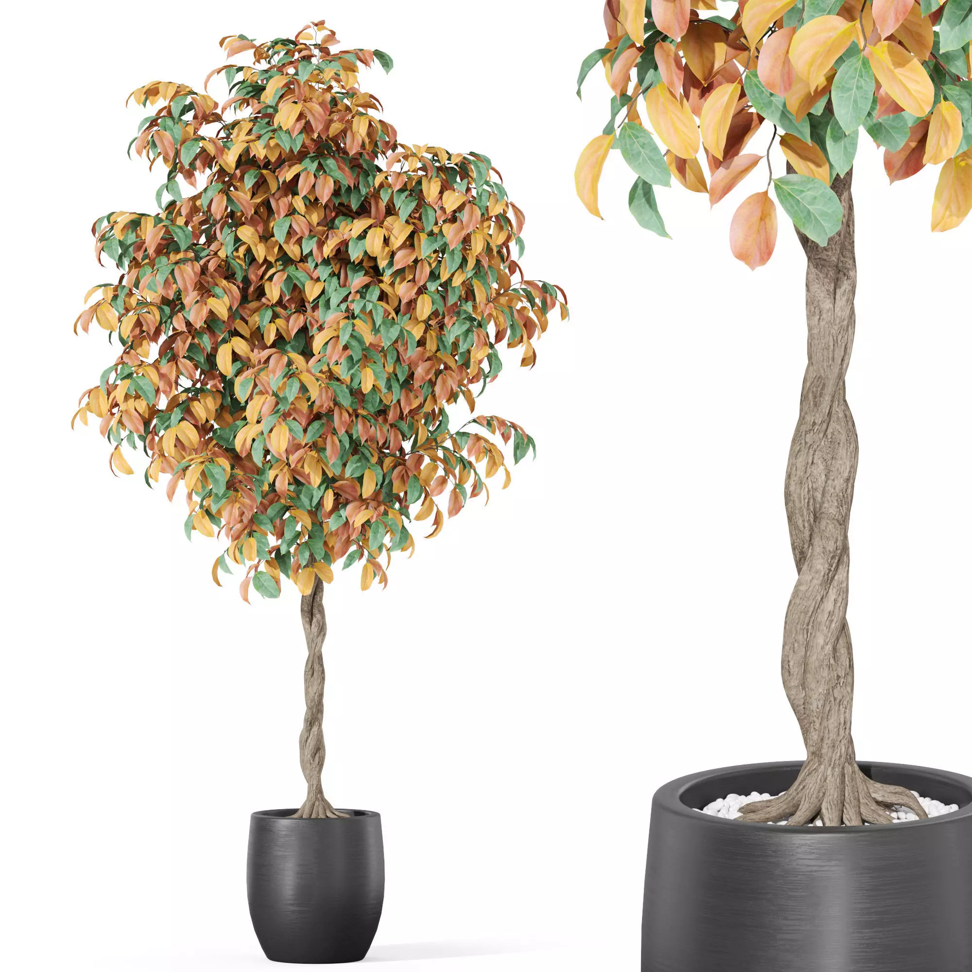 Plants collection 1013 3D model