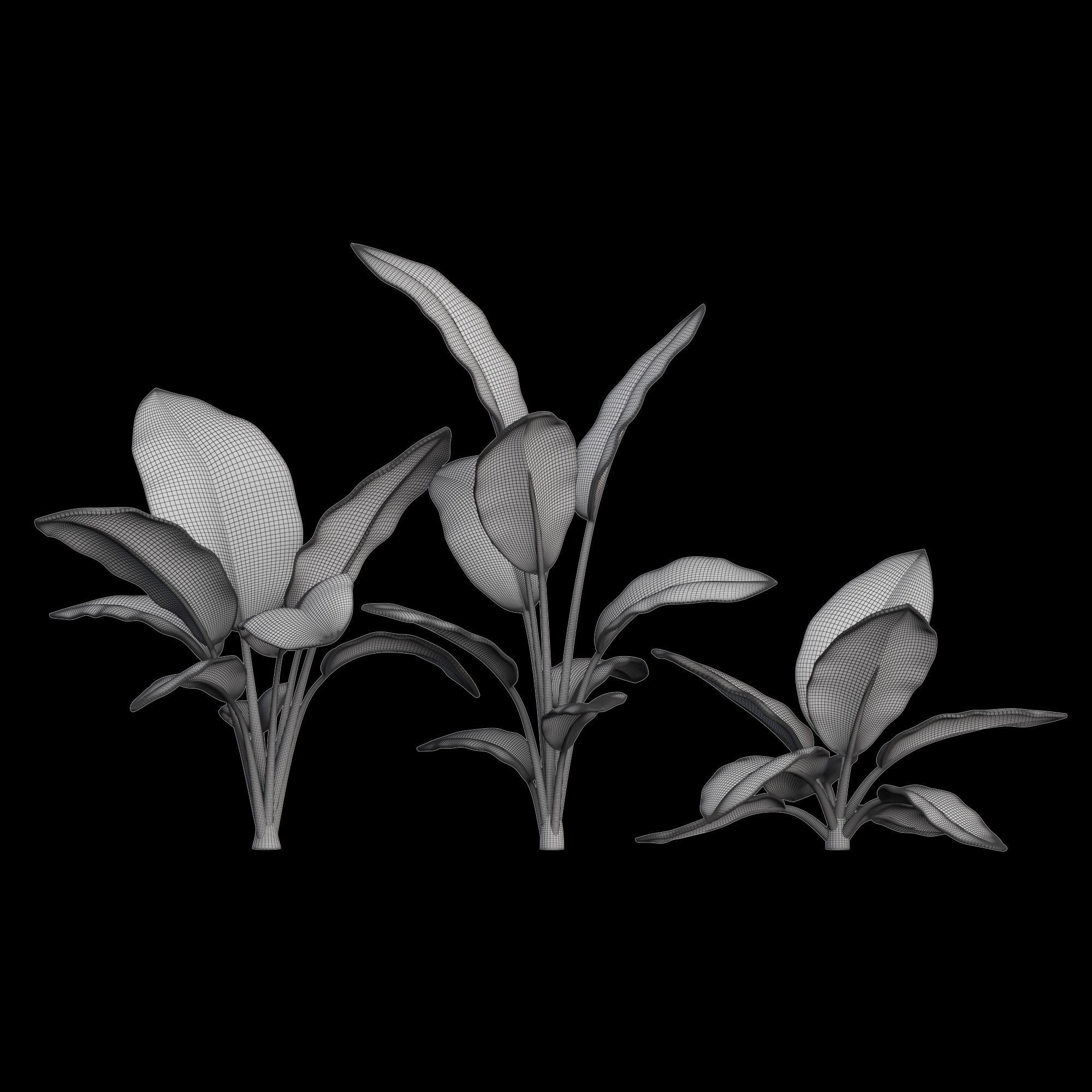 3dprint Plant 01 Strelitzia 3D print model_6