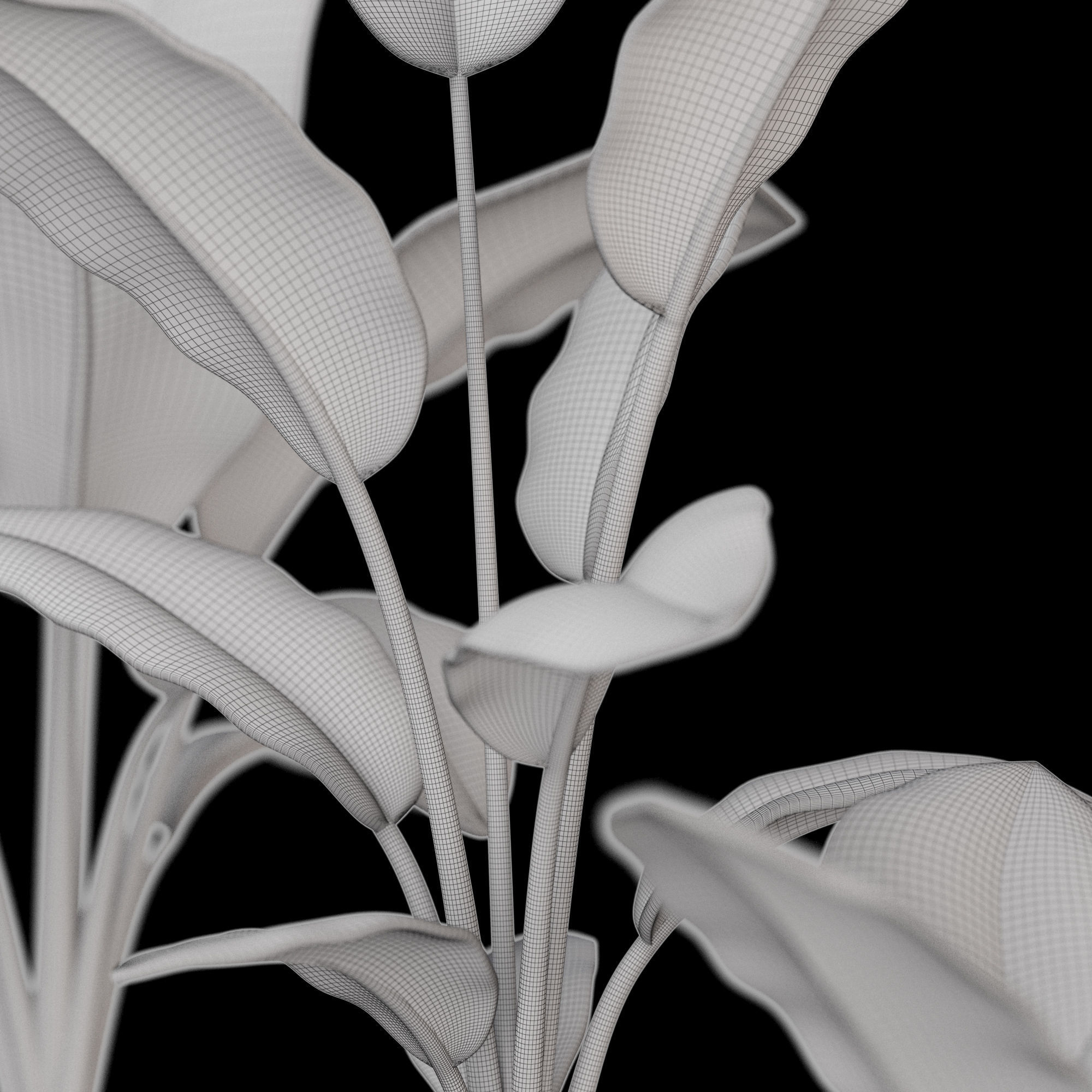 3dprint Plant 01 Strelitzia 3D print model_7