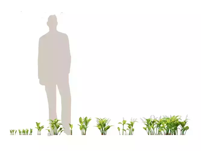 Convallaria majalis - lily-of-the-valley