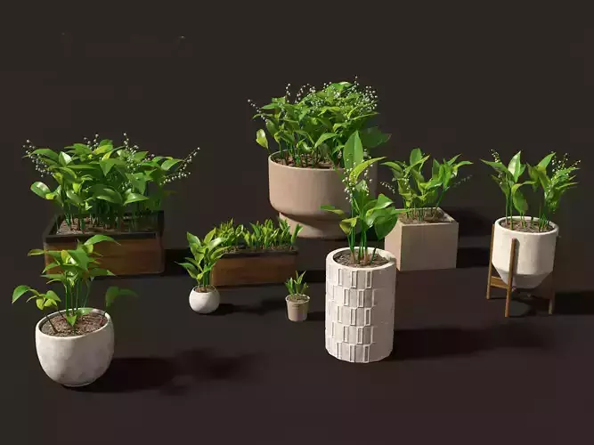 Convallaria majalis - lily-of-the-valley 02