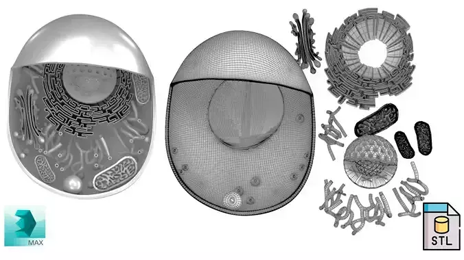 Printable Animal cell 3D print model