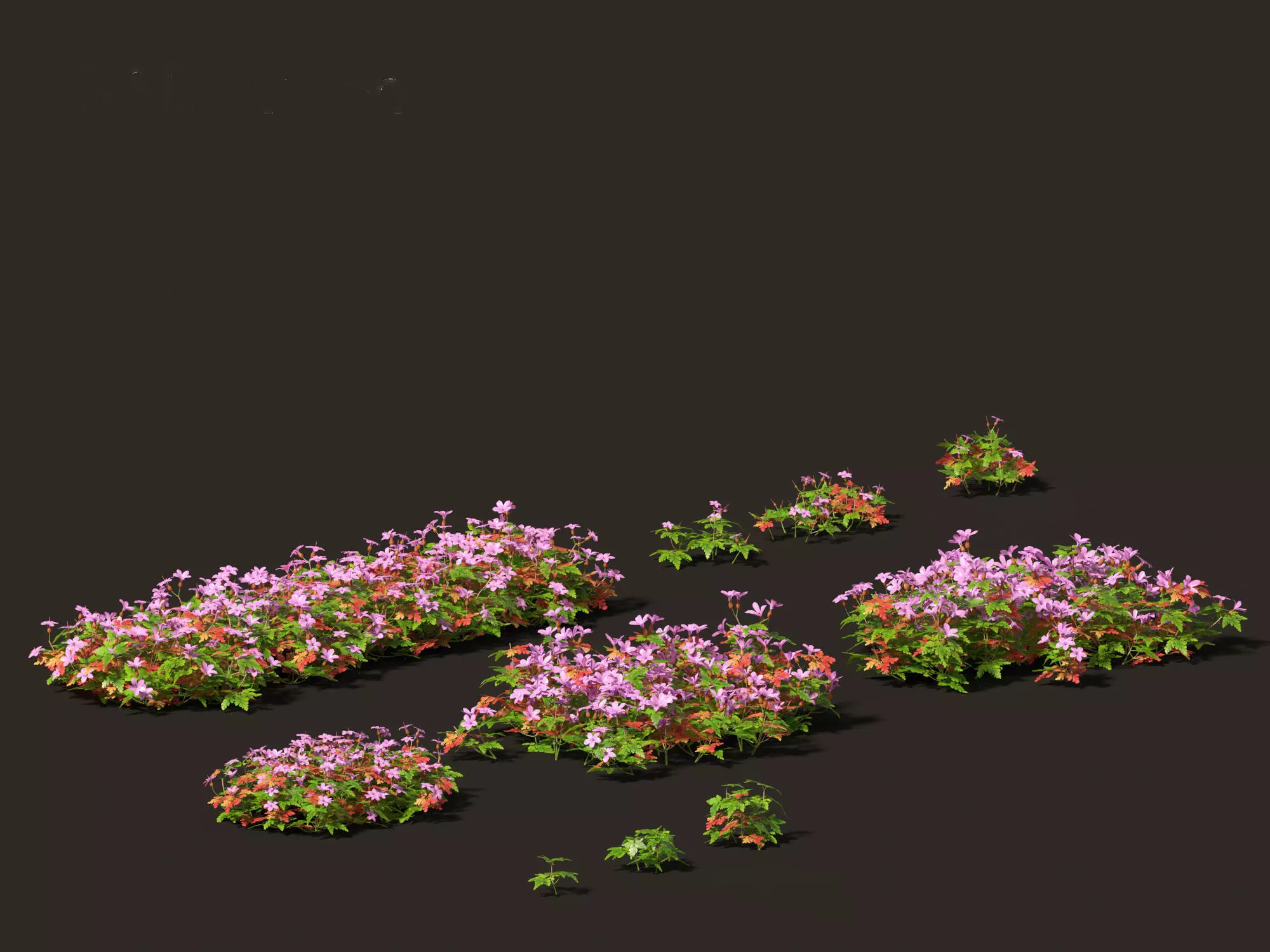 Geranium robertianum - herb-Robert 3D model