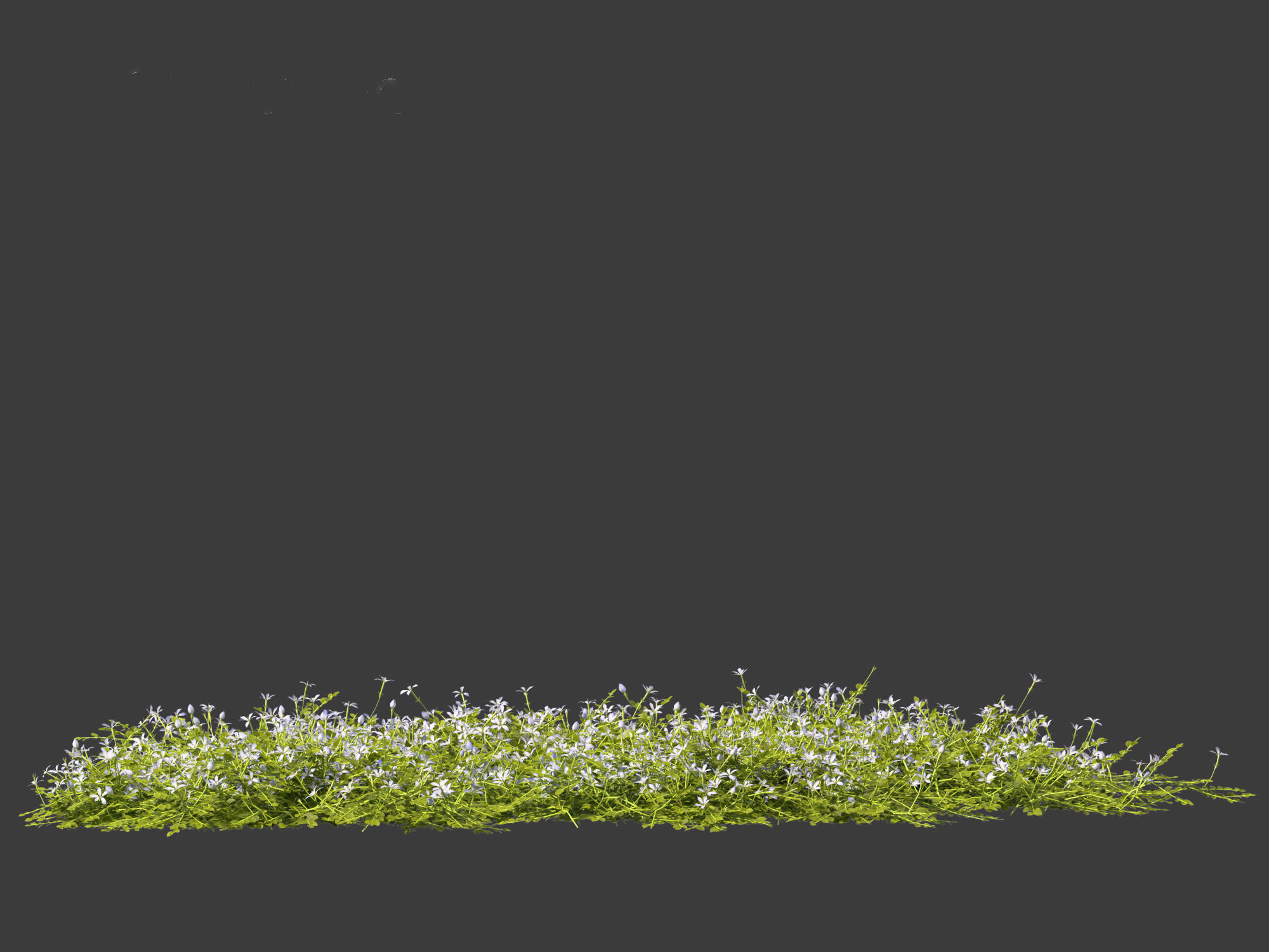 Isotoma fluviatilis - blue star creeper 3D model_14