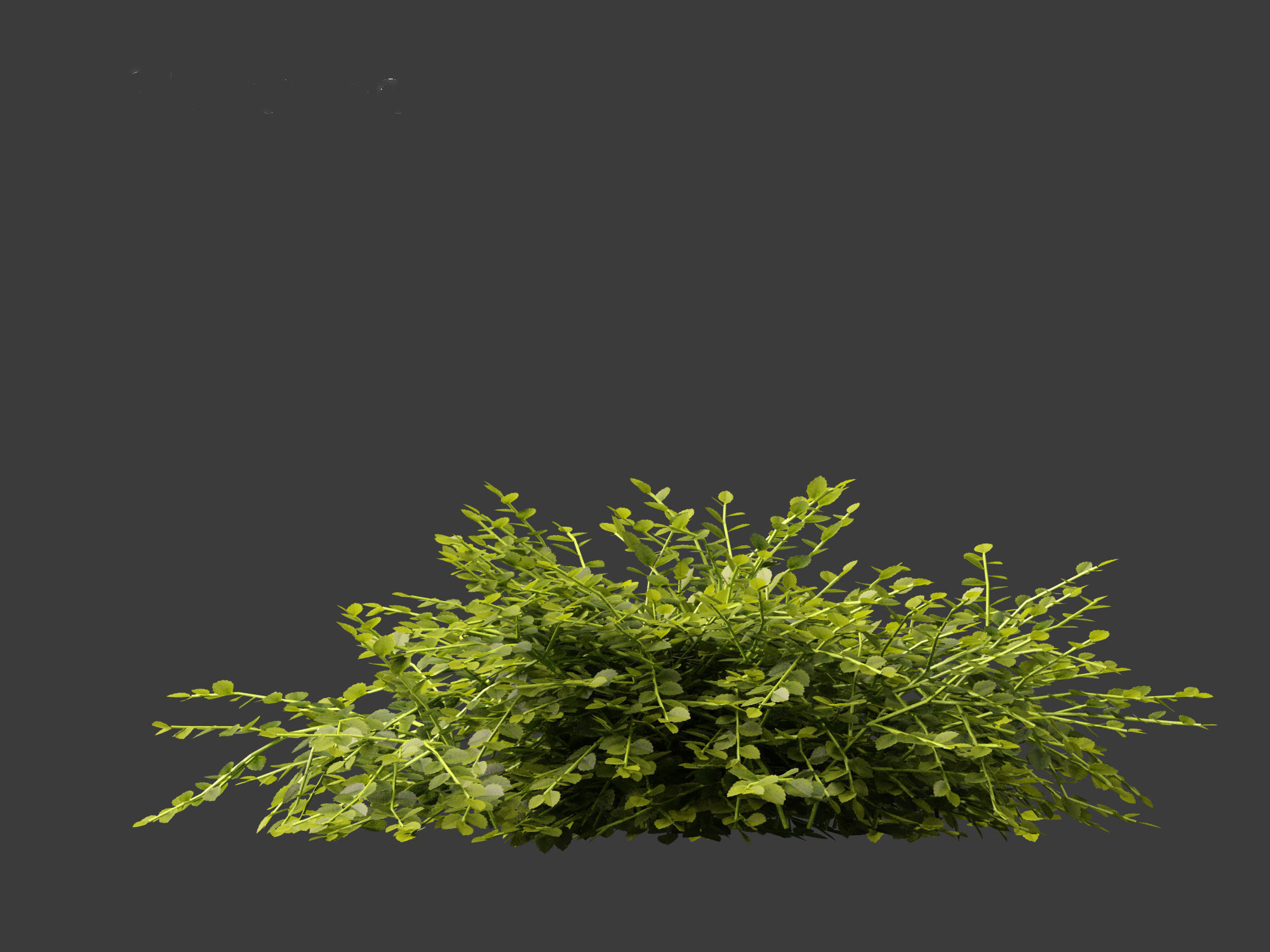 Isotoma fluviatilis - blue star creeper 3D model_16