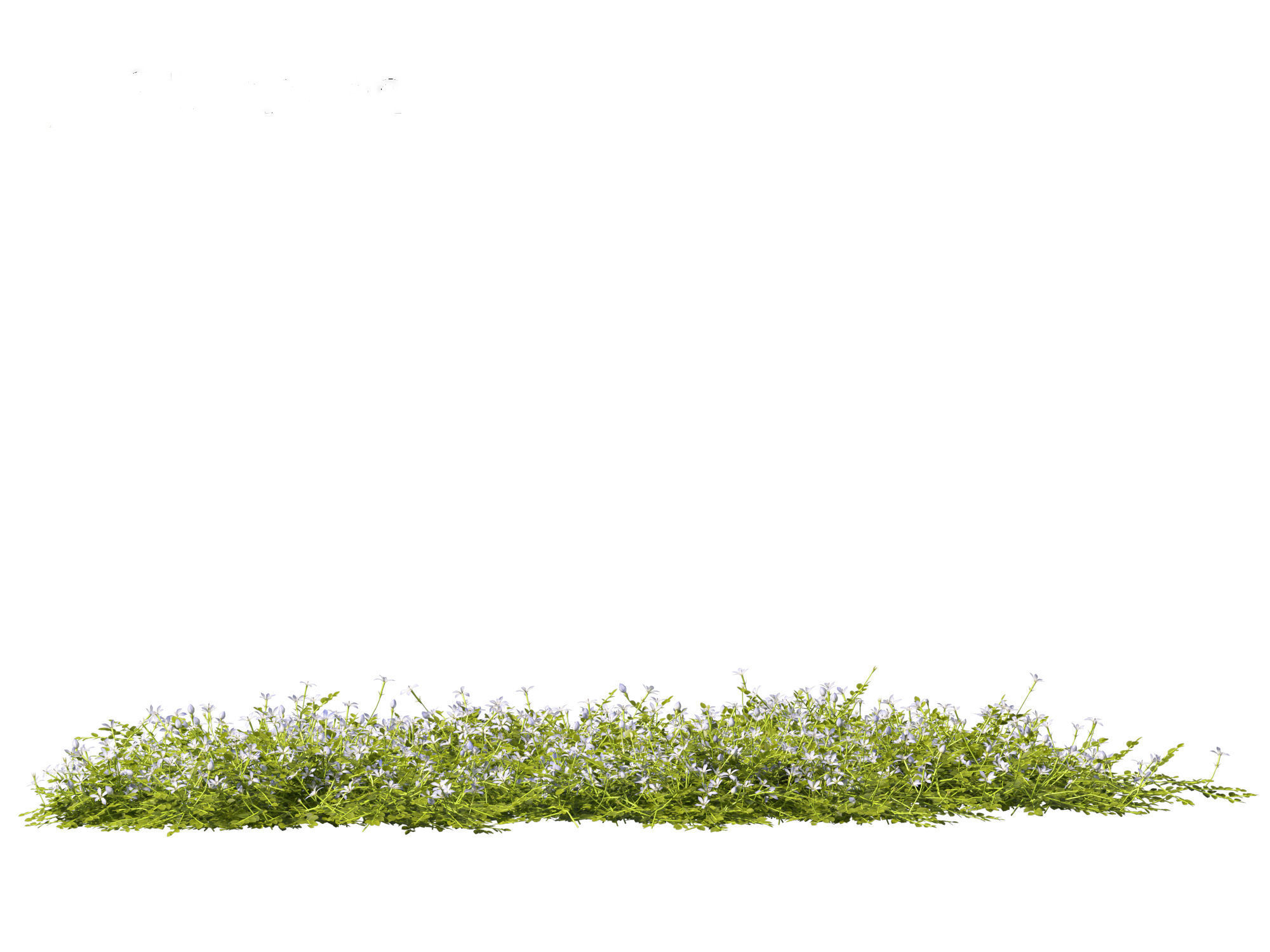 Isotoma fluviatilis - blue star creeper 3D model_12