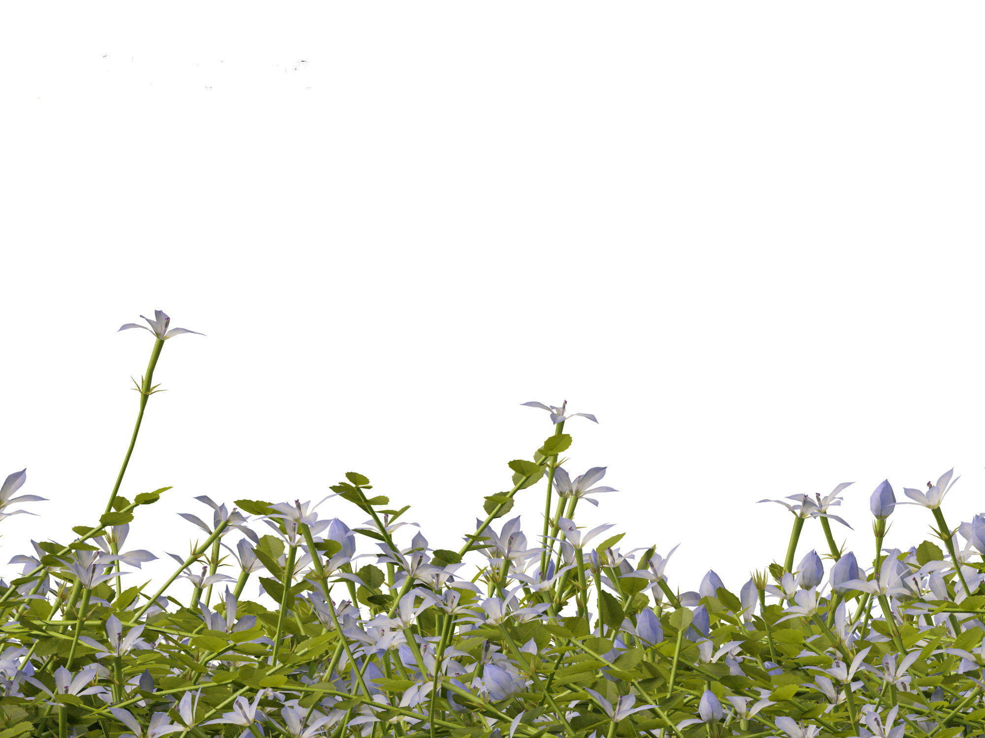 Isotoma fluviatilis - blue star creeper 3D model_11