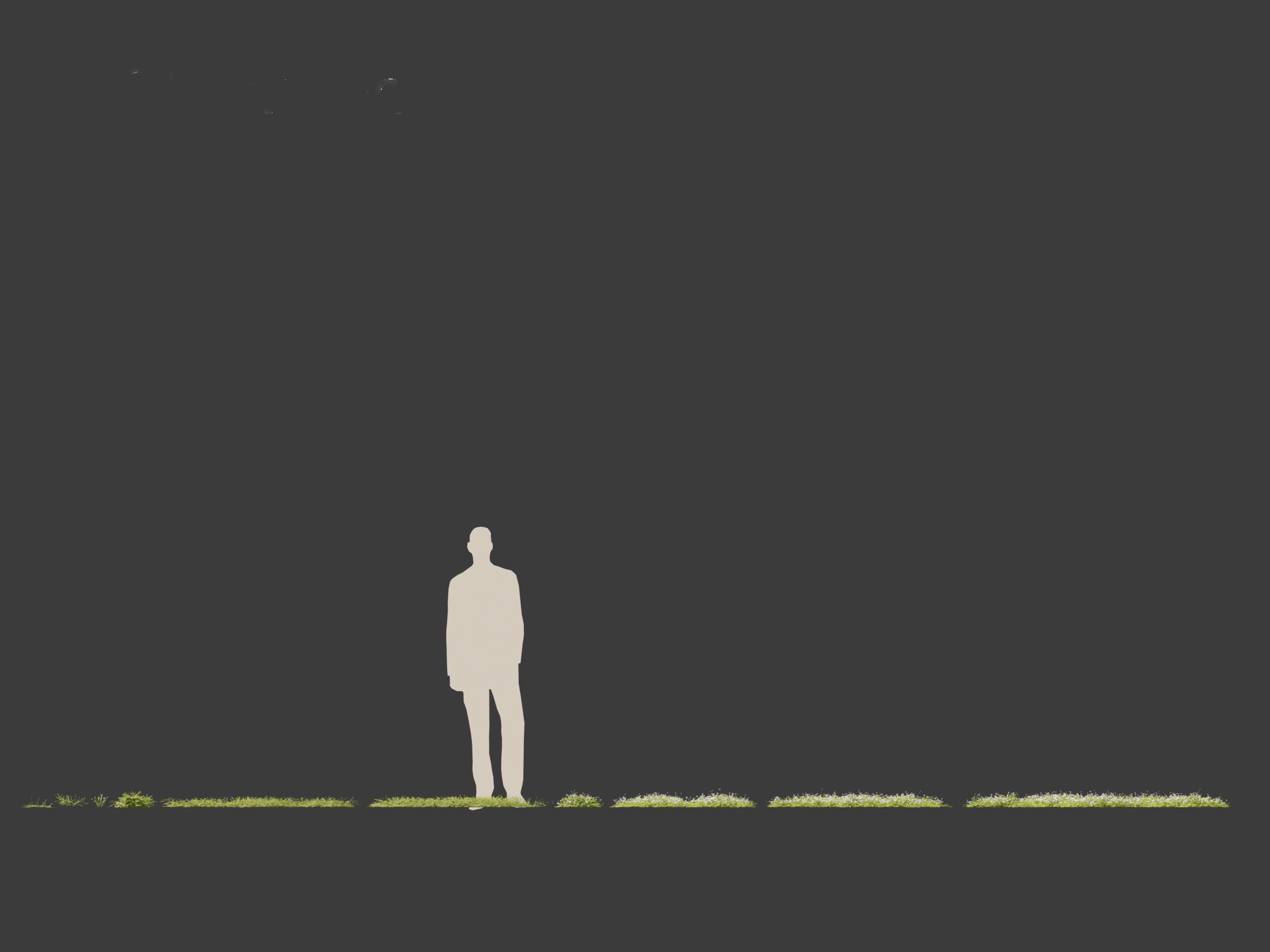 Isotoma fluviatilis - blue star creeper 3D model_10