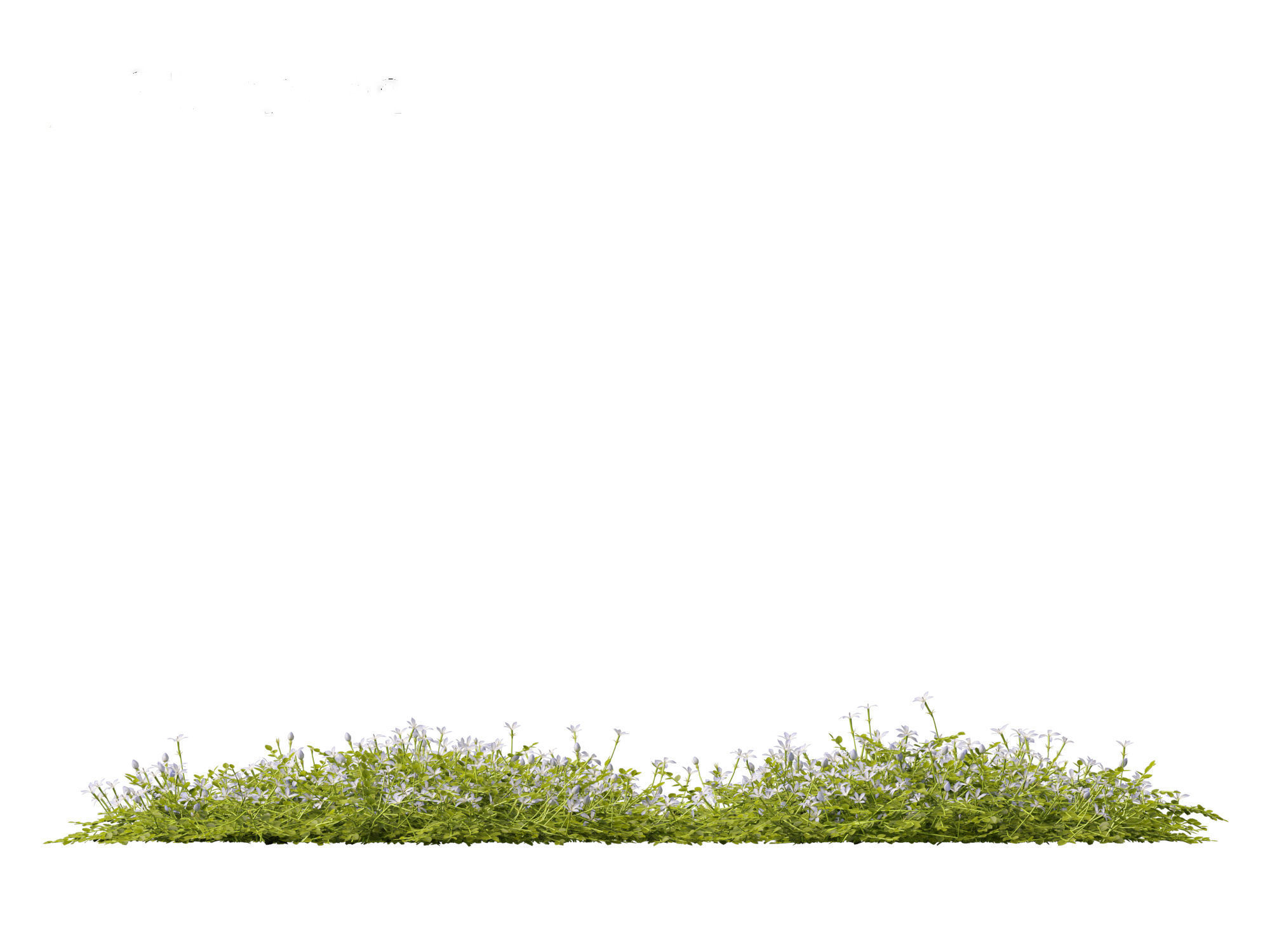 Isotoma fluviatilis - blue star creeper 3D model_4