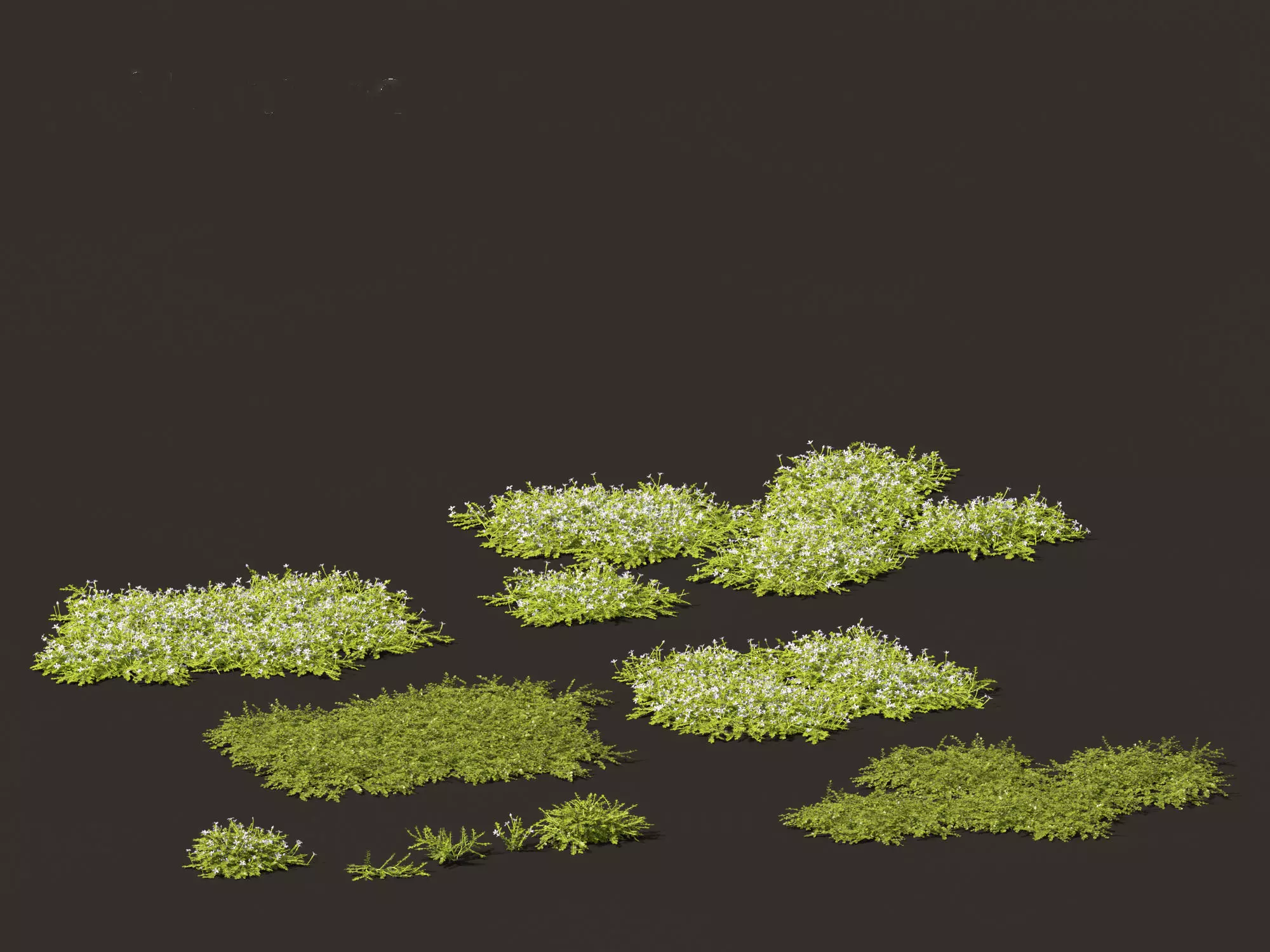 Isotoma fluviatilis - blue star creeper 3D model_0