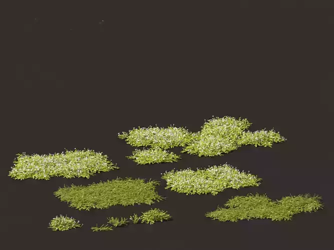 Isotoma fluviatilis - blue star creeper 3D model