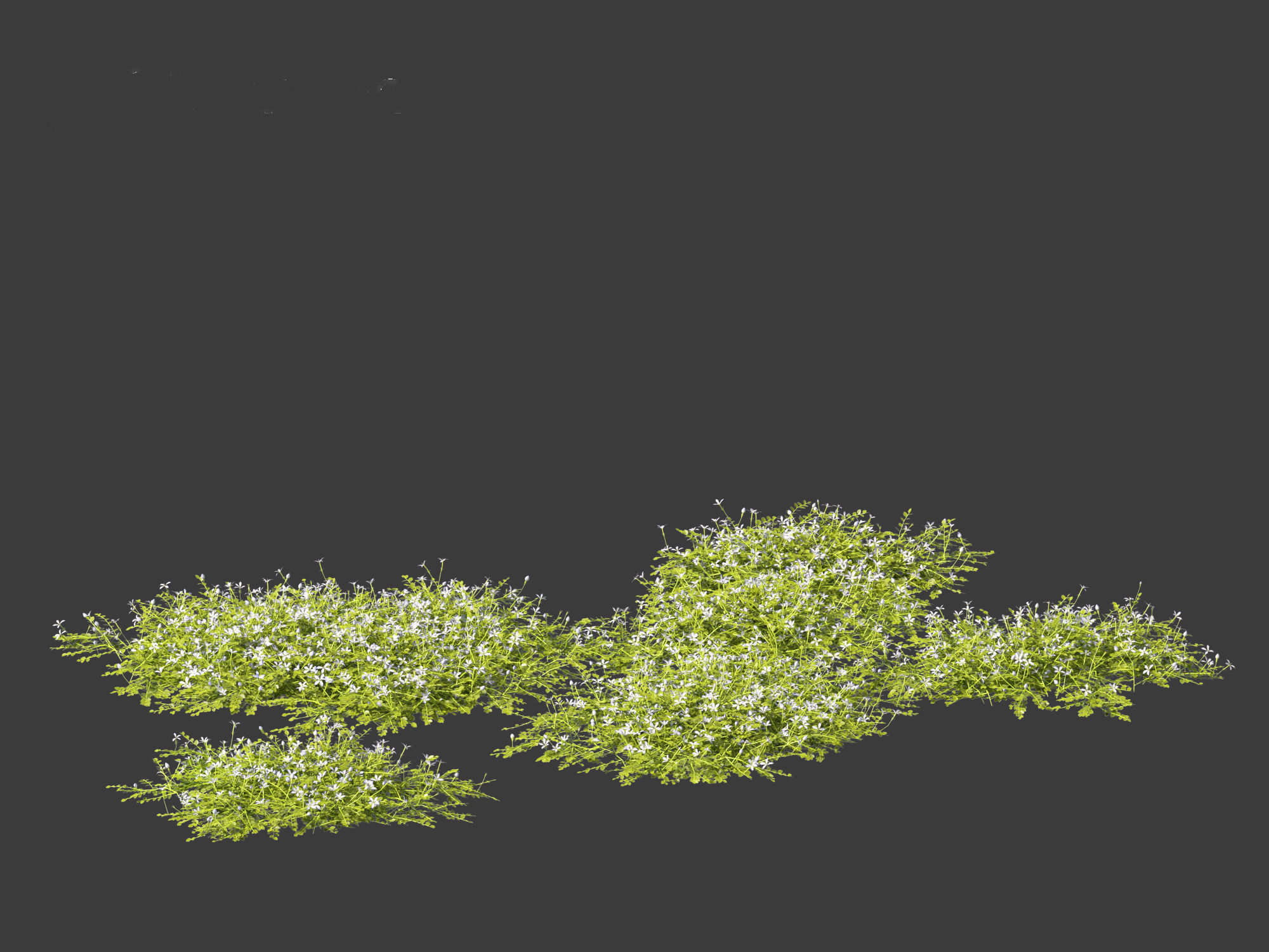 Isotoma fluviatilis - blue star creeper 3D model_13