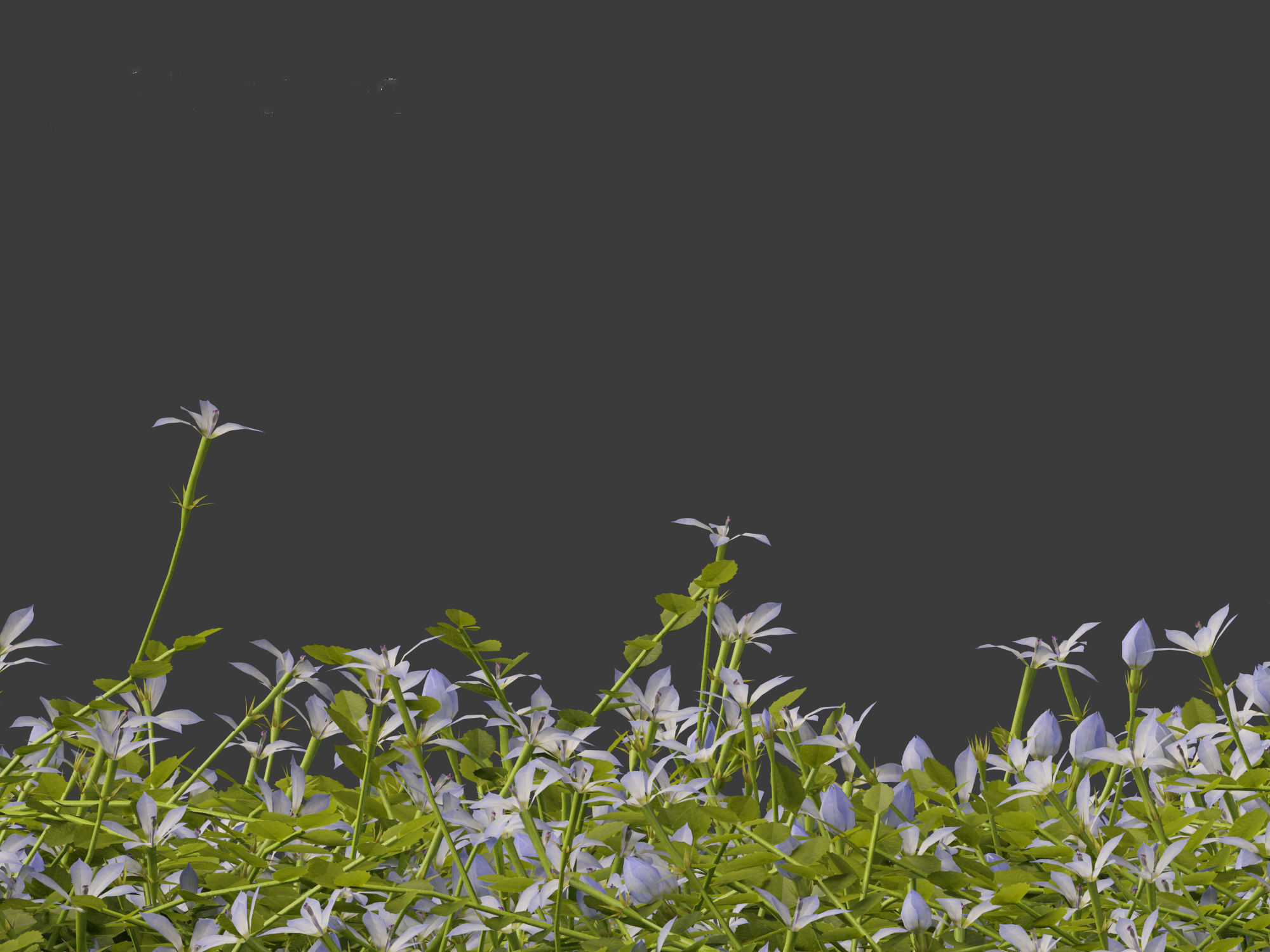 Isotoma fluviatilis - blue star creeper 3D model_9