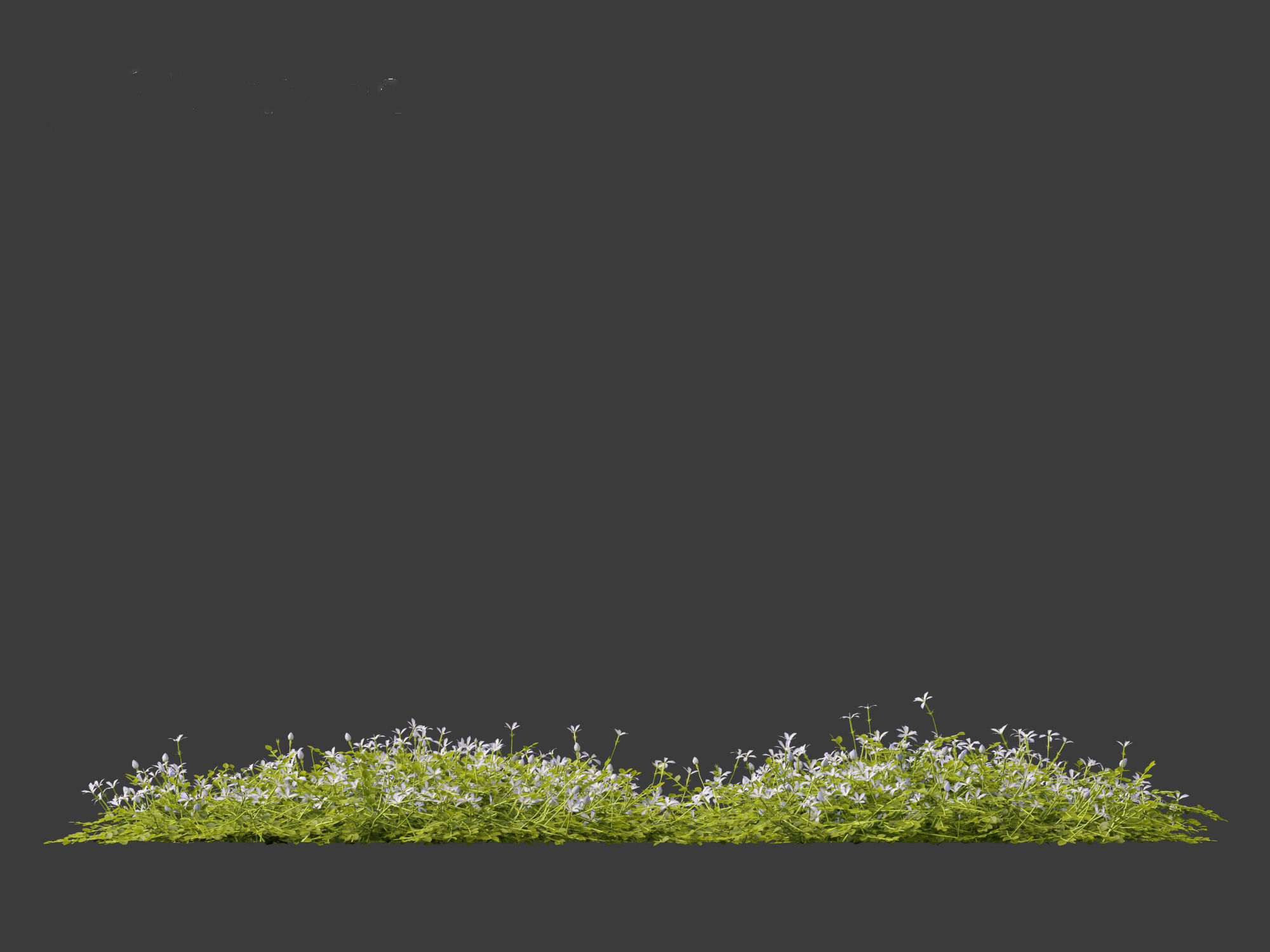 Isotoma fluviatilis - blue star creeper 3D model_8