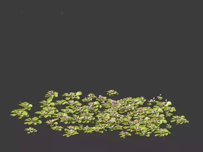 mazus pumilus - japanese mazus