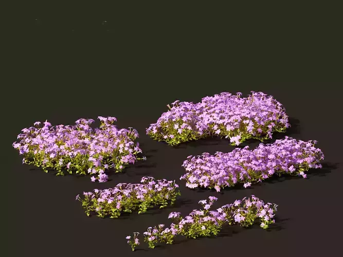 Phlox stolonifera - creeping phlox