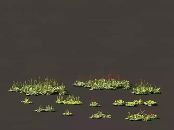 Plantago major - broadleaf plantain