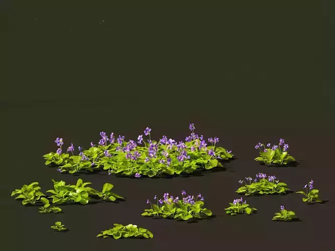 Viola sororia- woolly blue violet