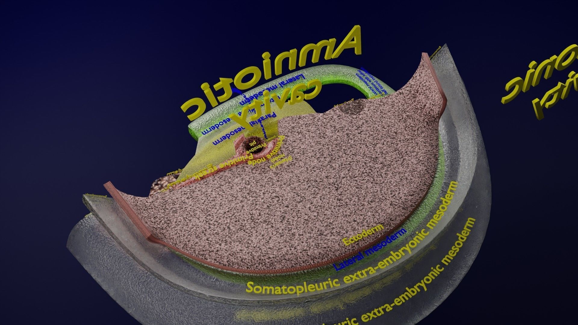 Human trilaminar embryo 3 Weeks Low-poly 3D model_38