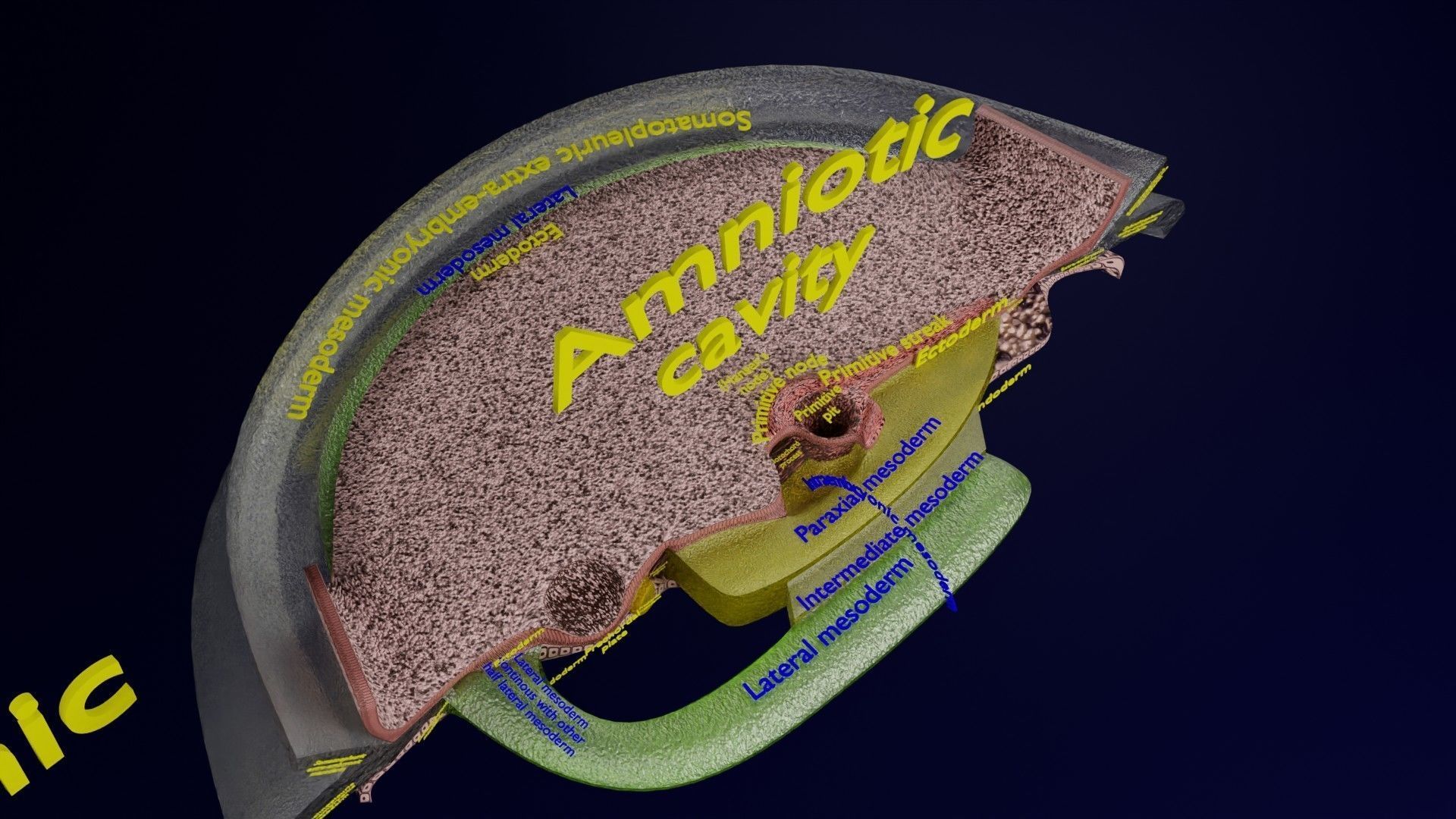 Human trilaminar embryo 3 Weeks Low-poly 3D model_35