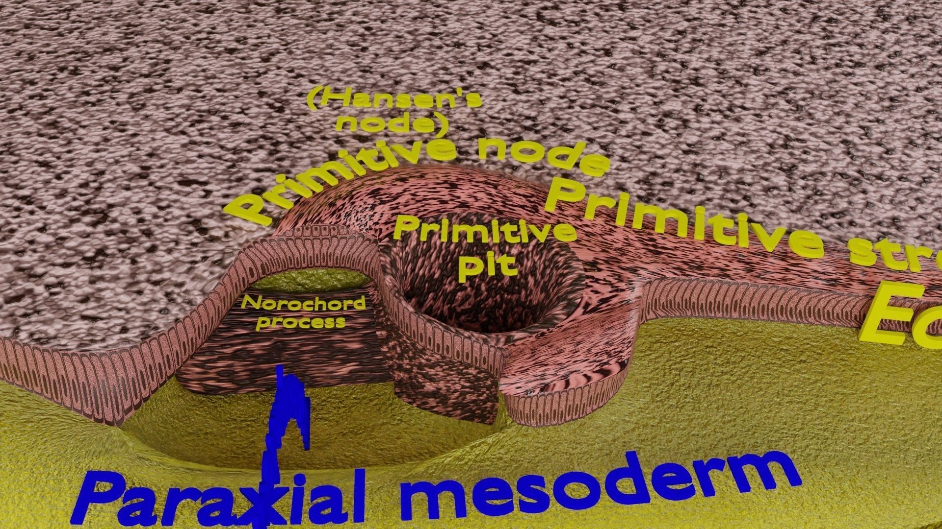Human trilaminar embryo 3 Weeks Low-poly 3D model_7