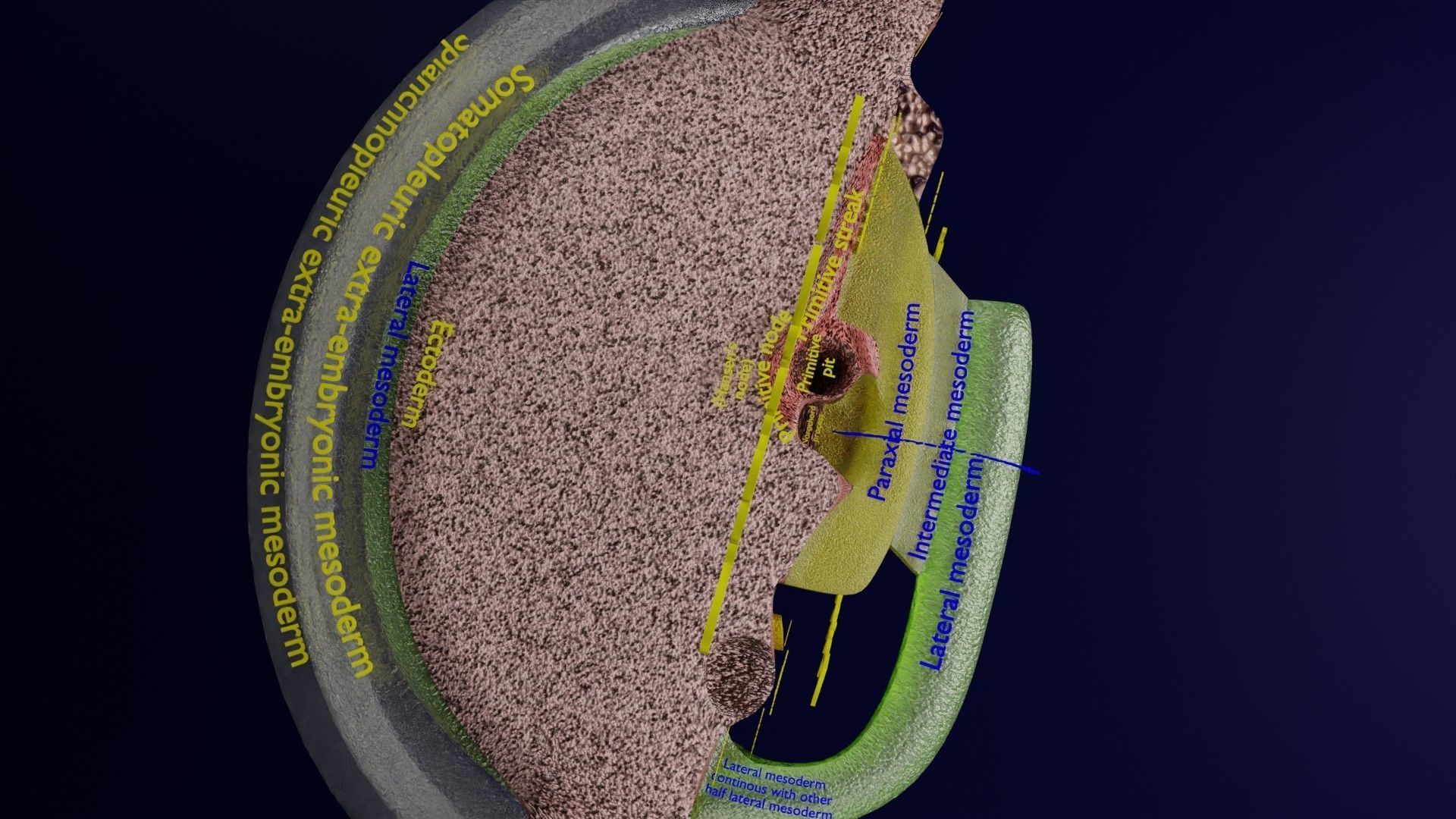 Human trilaminar embryo 3 Weeks Low-poly 3D model_39
