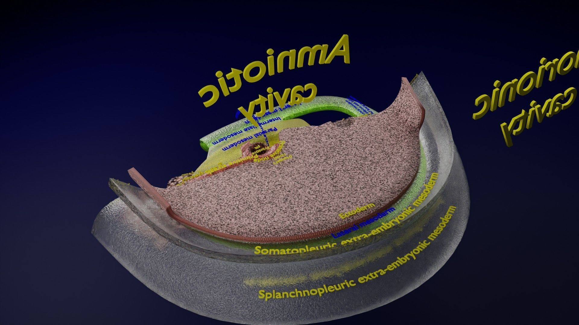 Human trilaminar embryo 3 Weeks Low-poly 3D model_34