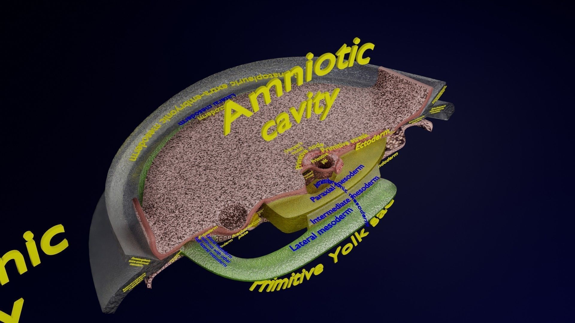 Human trilaminar embryo 3 Weeks Low-poly 3D model_62