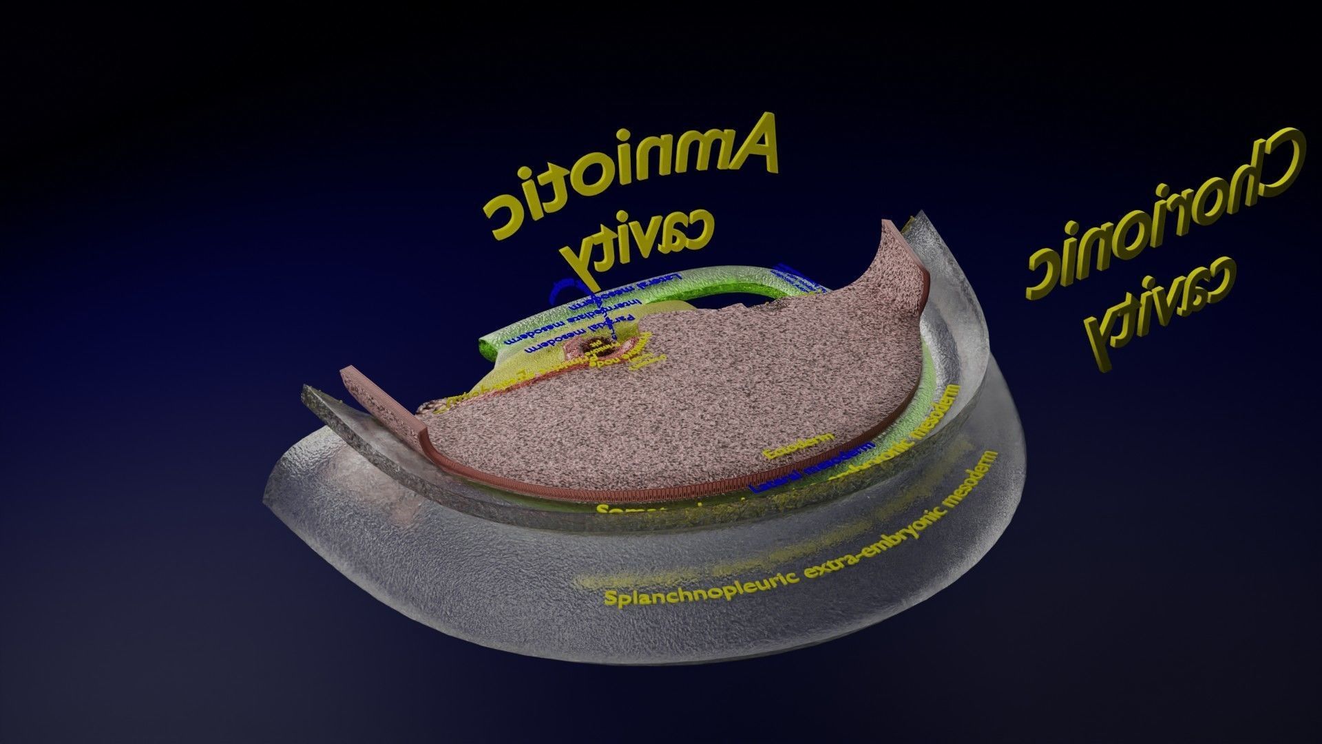 Human trilaminar embryo 3 Weeks Low-poly 3D model_30