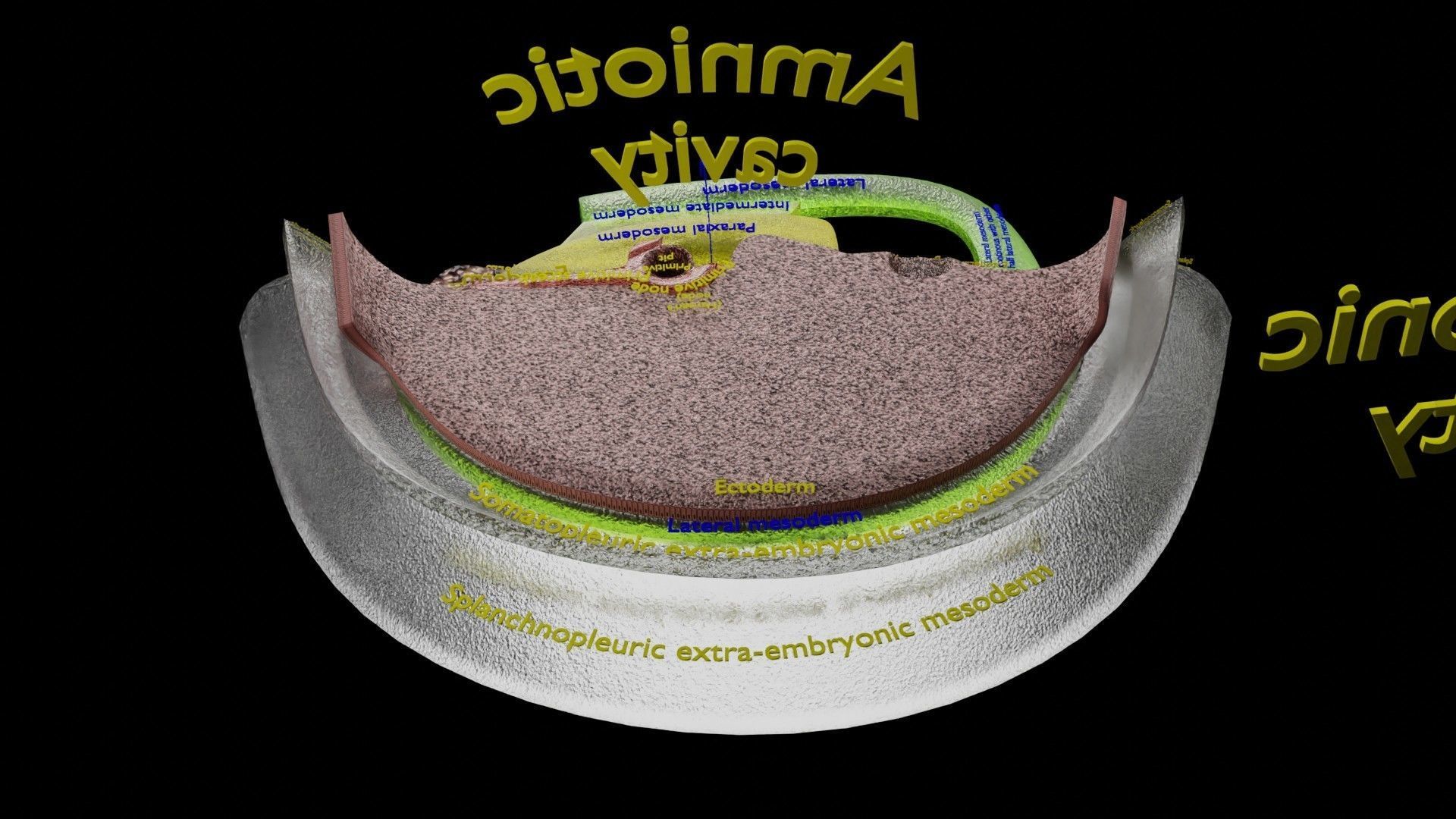 Human trilaminar embryo 3 Weeks Low-poly 3D model_16