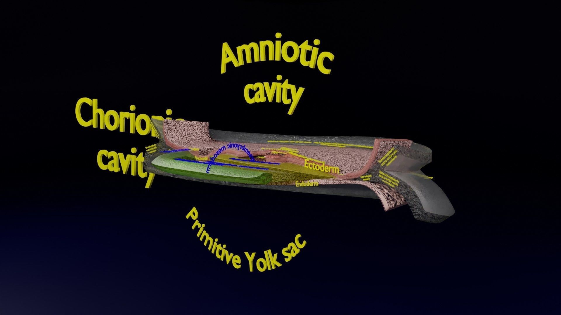 Human trilaminar embryo 3 Weeks Low-poly 3D model_1
