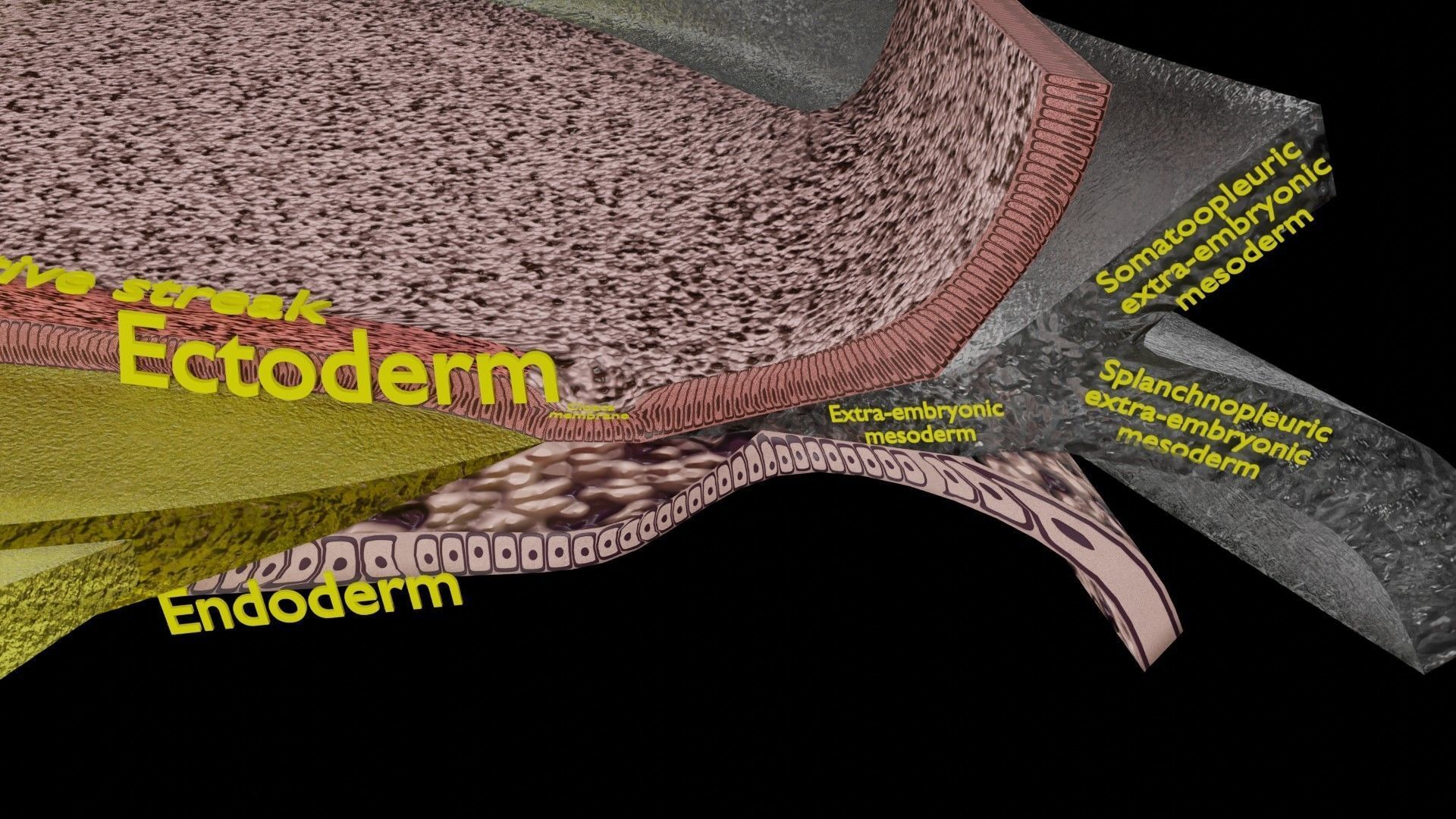 Human trilaminar embryo 3 Weeks Low-poly 3D model_11