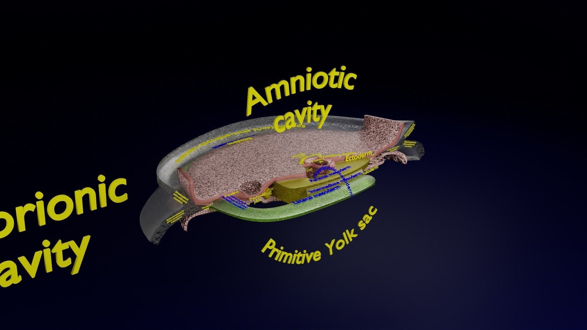 Human trilaminar embryo 3 Weeks Low-poly 3D model_49