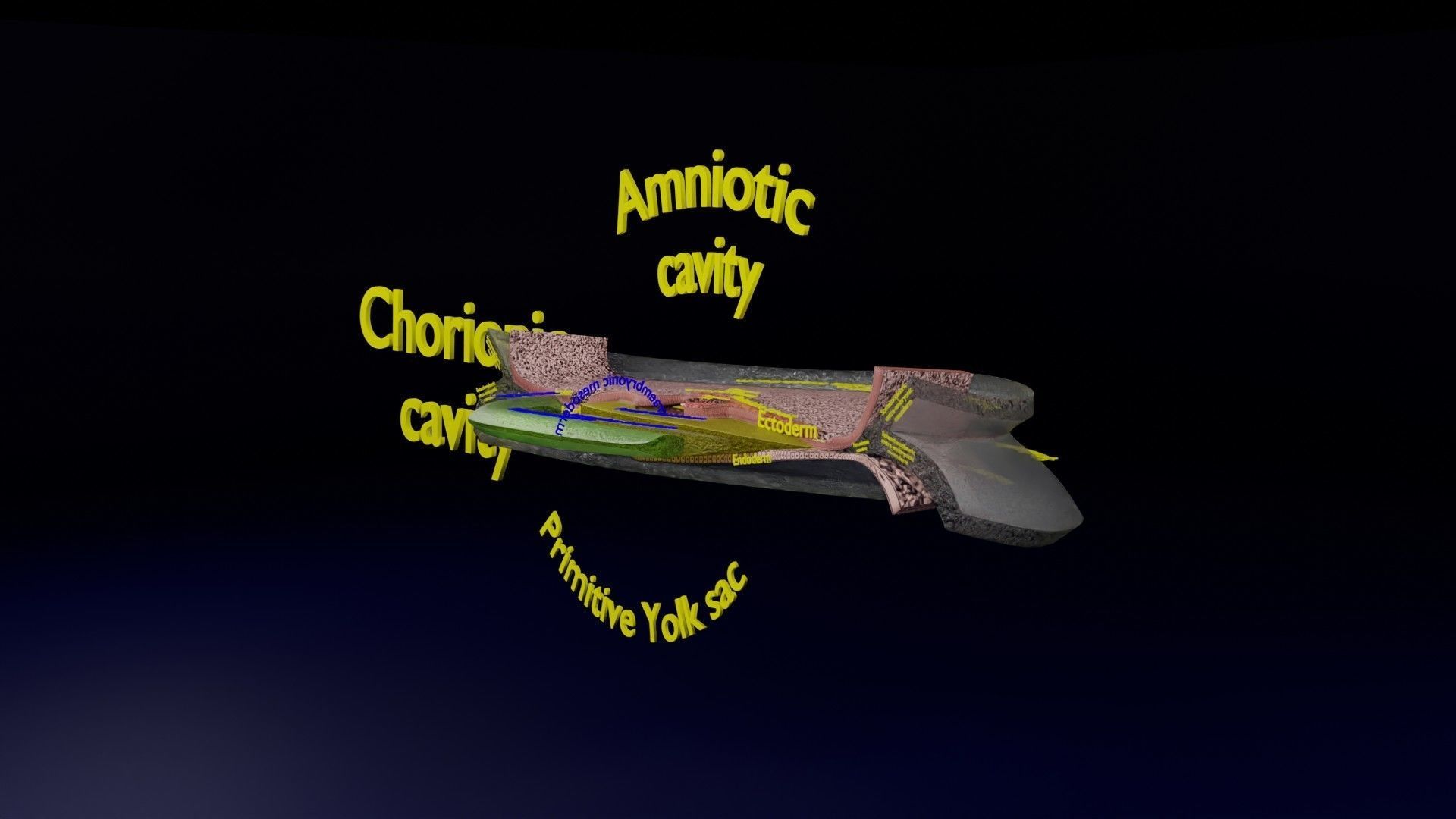 Human trilaminar embryo 3 Weeks Low-poly 3D model_52