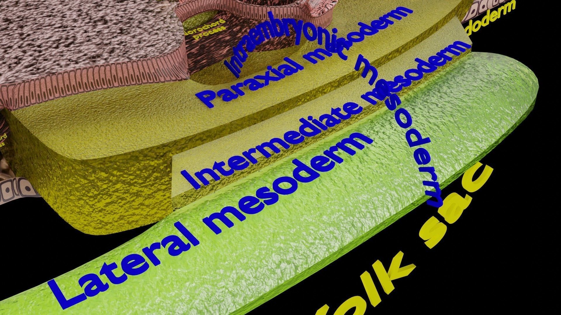 Human trilaminar embryo 3 Weeks Low-poly 3D model_4