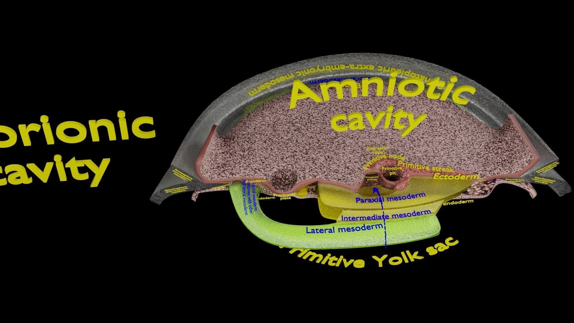 Human trilaminar embryo 3 Weeks Low-poly 3D model_20