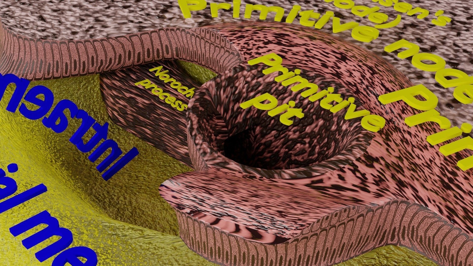 Human trilaminar embryo 3 Weeks Low-poly 3D model_3