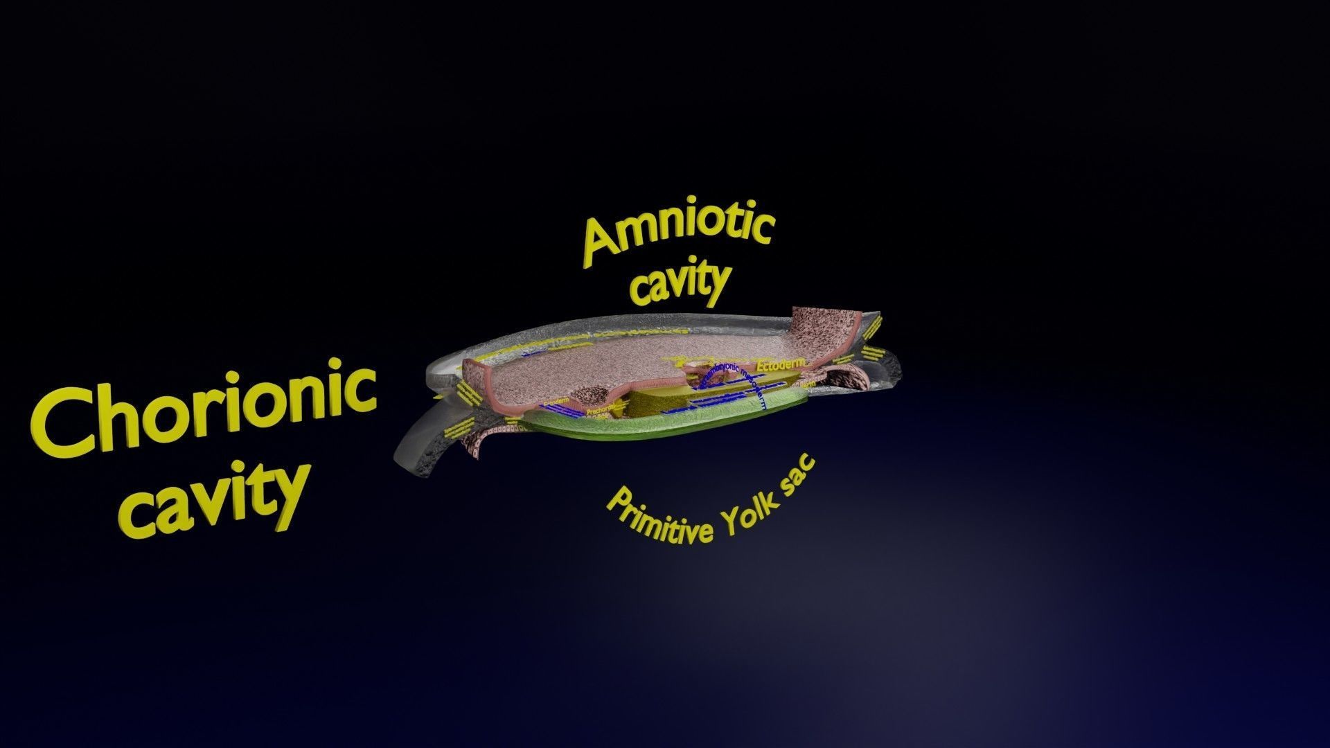 Human trilaminar embryo 3 Weeks Low-poly 3D model_50