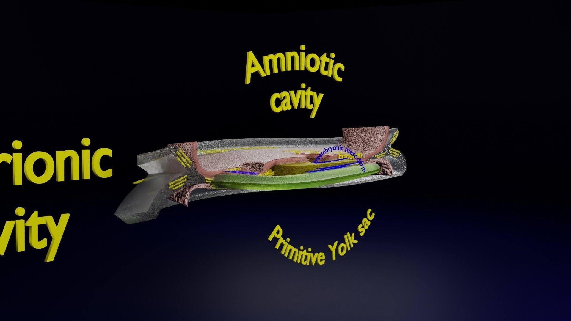 Human trilaminar embryo 3 Weeks Low-poly 3D model_44