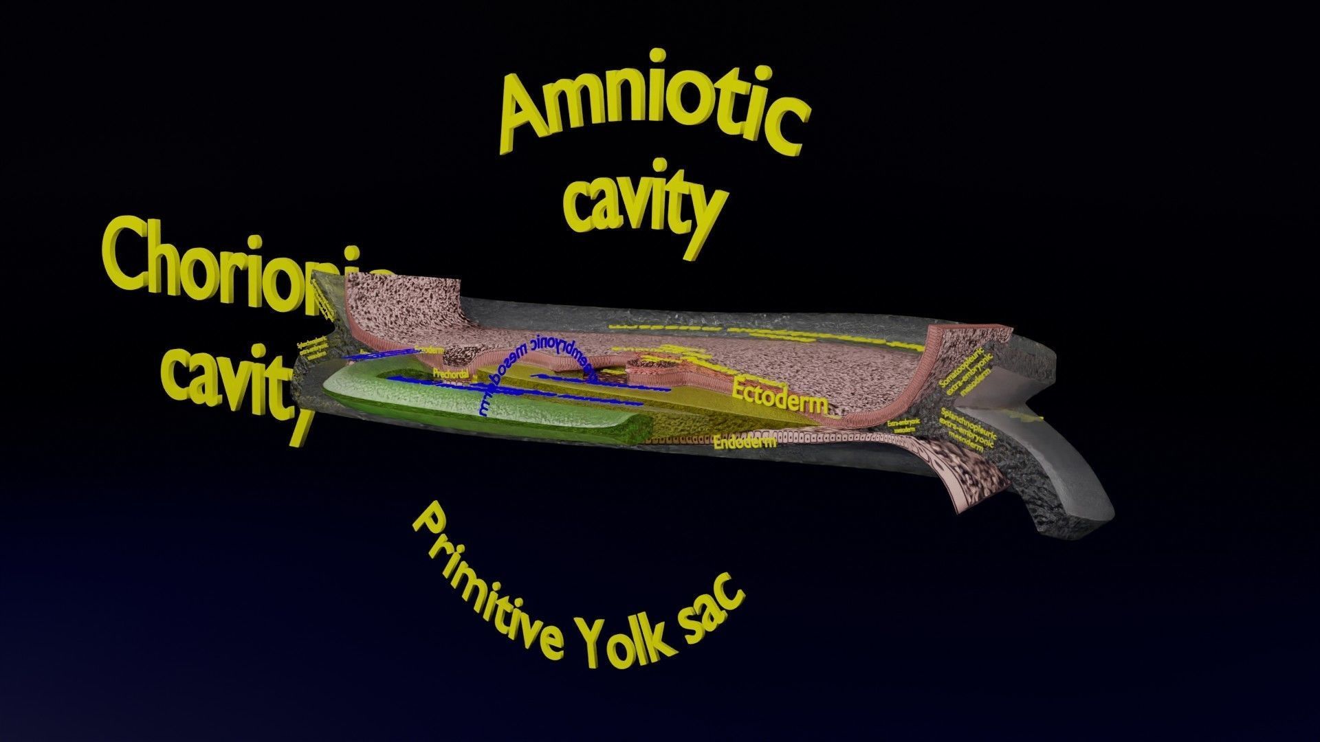 Human trilaminar embryo 3 Weeks Low-poly 3D model_53