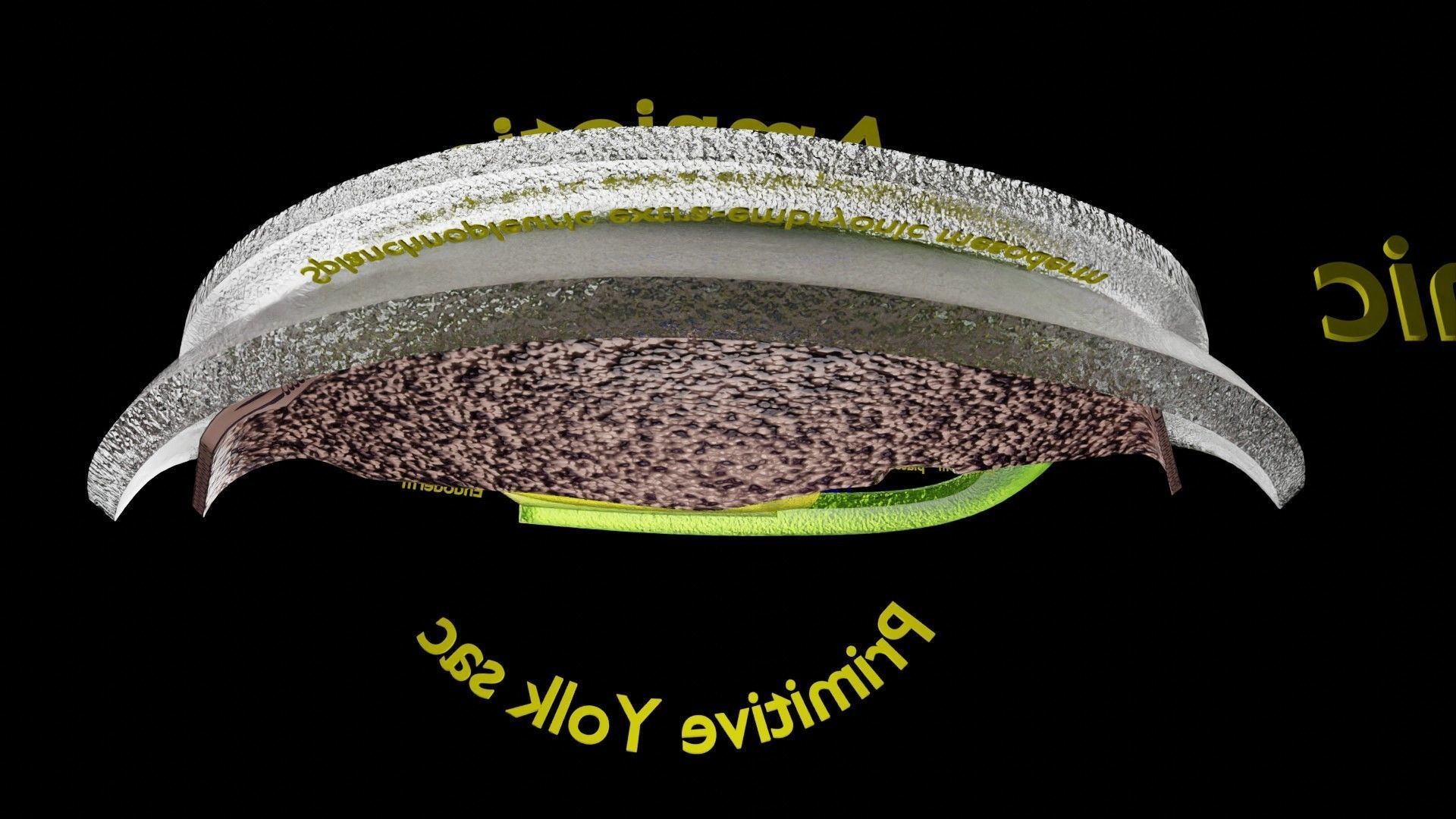 Human trilaminar embryo 3 Weeks Low-poly 3D model_15