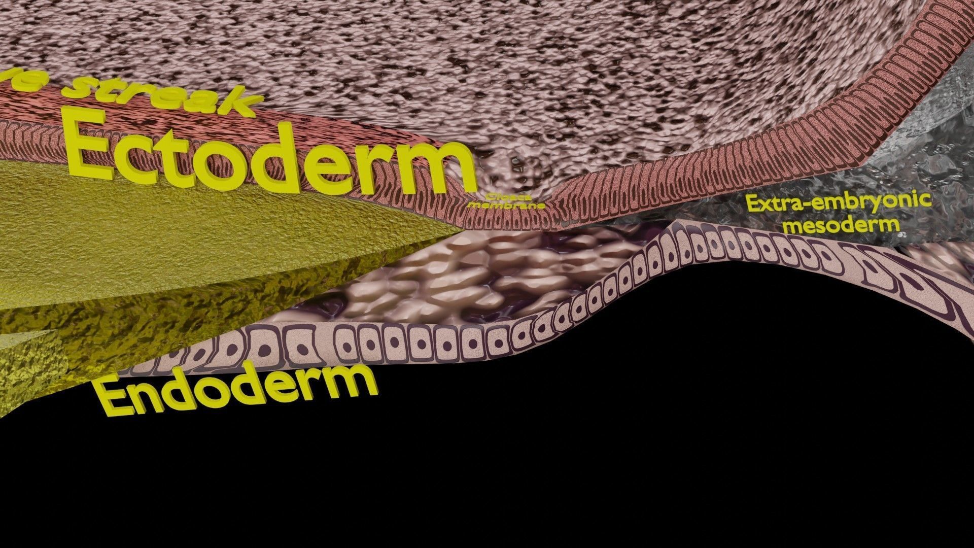 Human trilaminar embryo 3 Weeks Low-poly 3D model_9