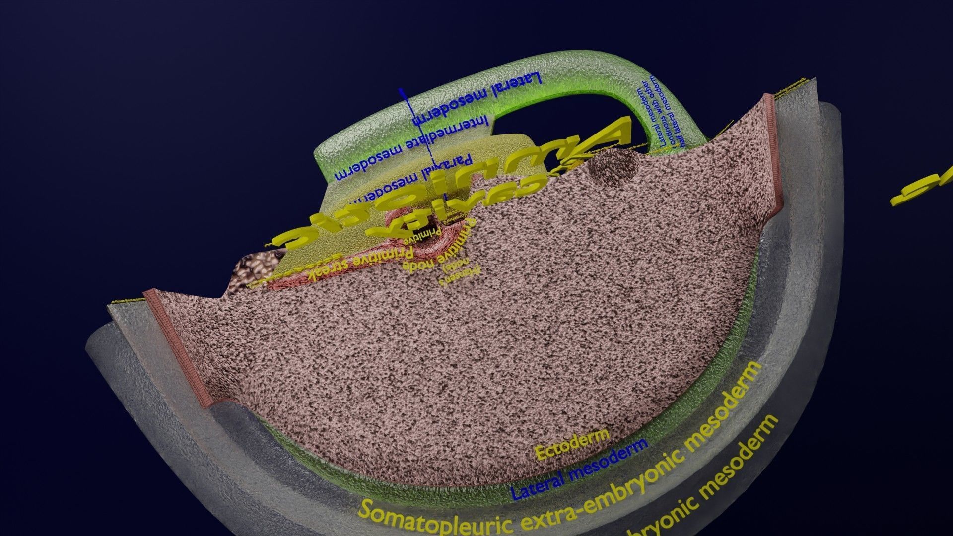 Human trilaminar embryo 3 Weeks Low-poly 3D model_36