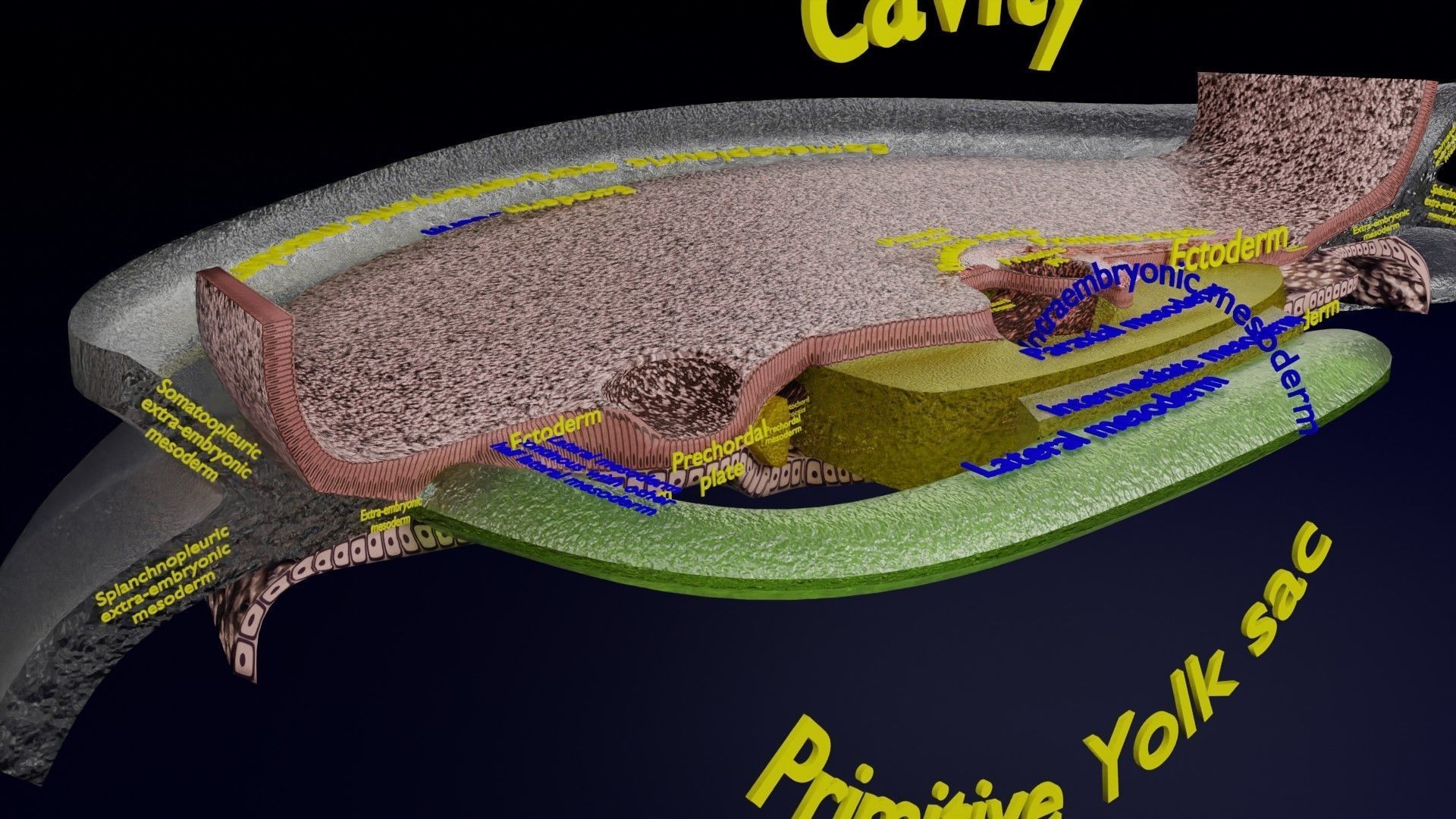 Human trilaminar embryo 3 Weeks Low-poly 3D model_27