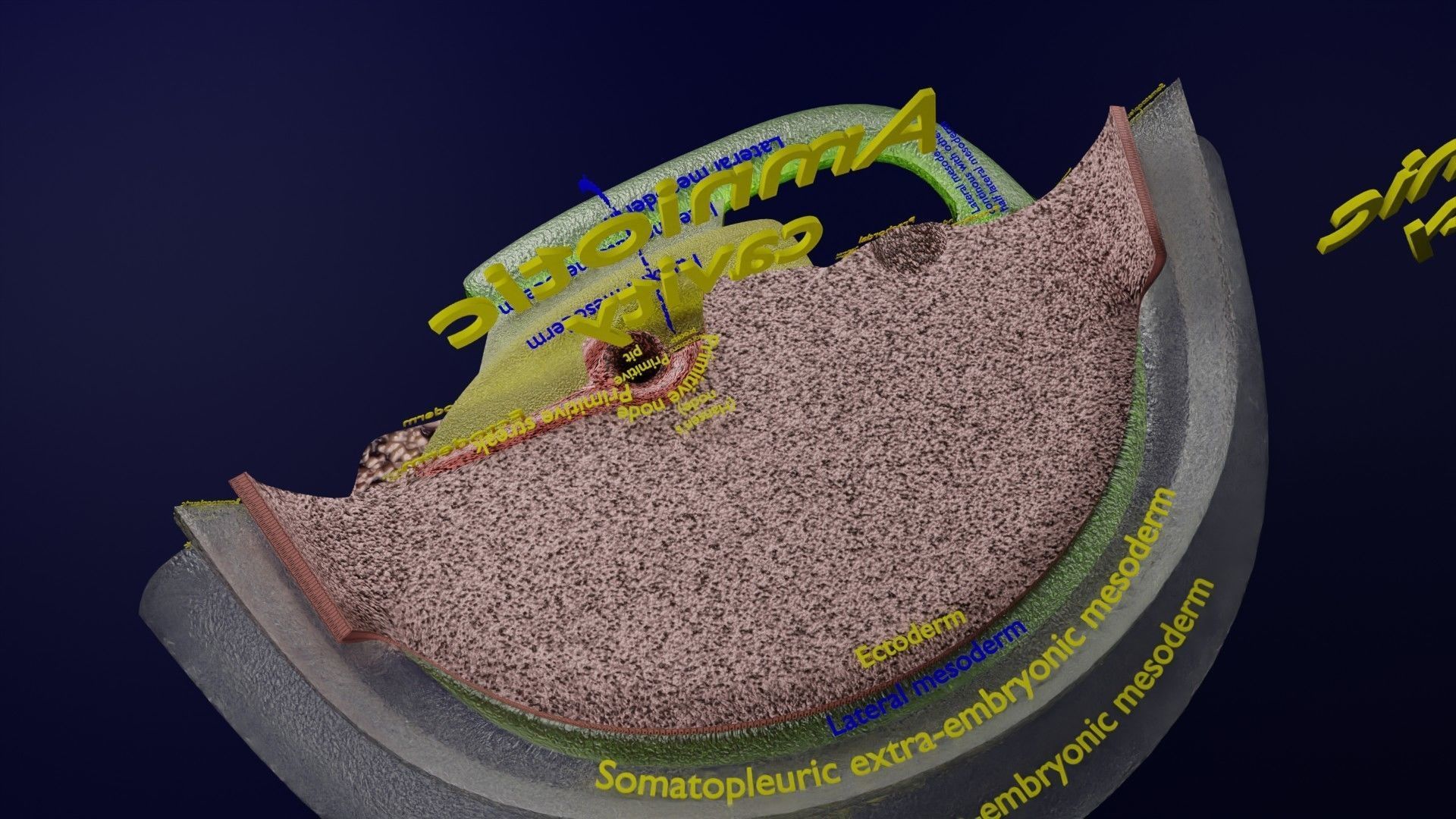 Human trilaminar embryo 3 Weeks Low-poly 3D model_37