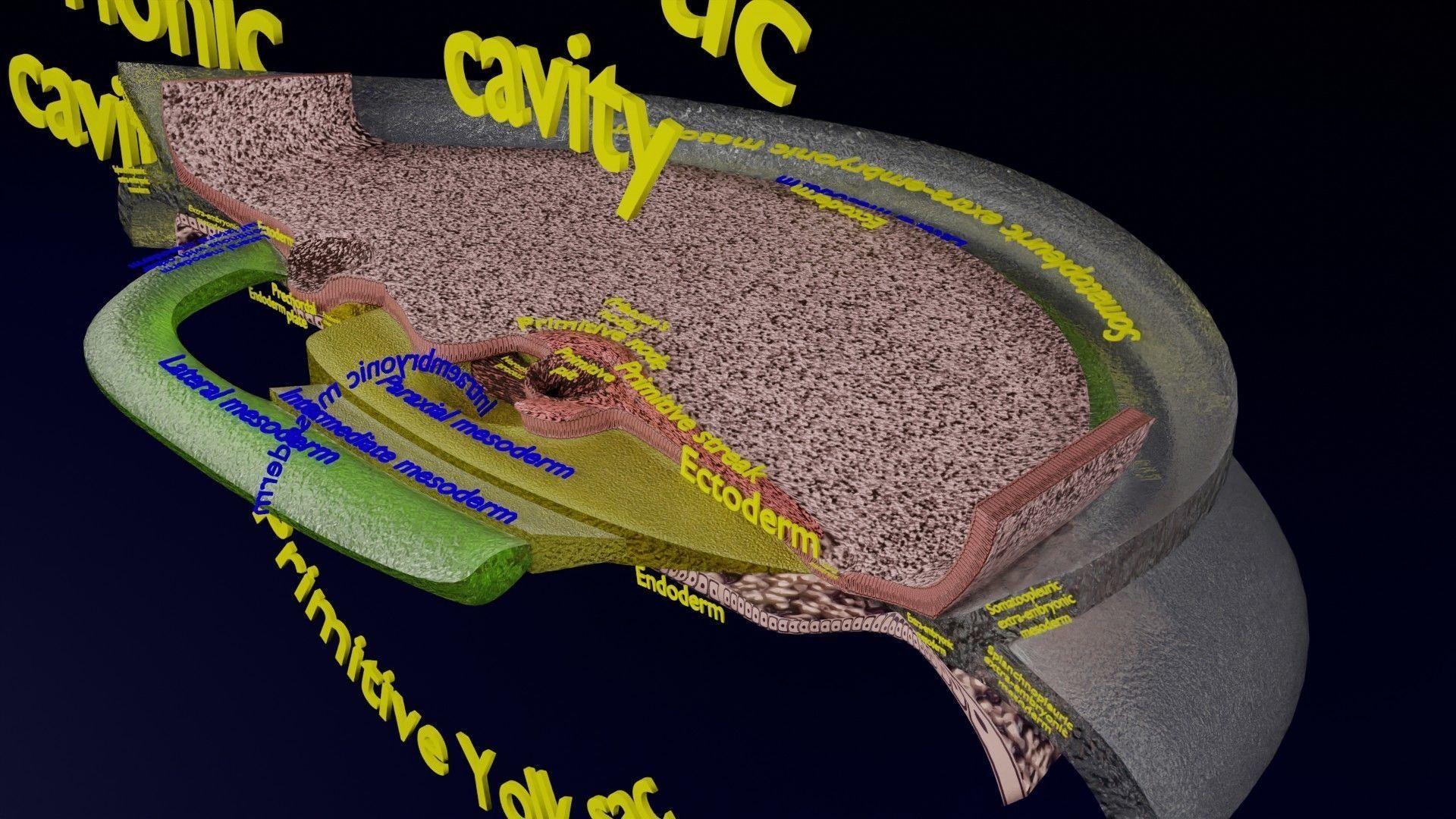 Human trilaminar embryo 3 Weeks Low-poly 3D model_33