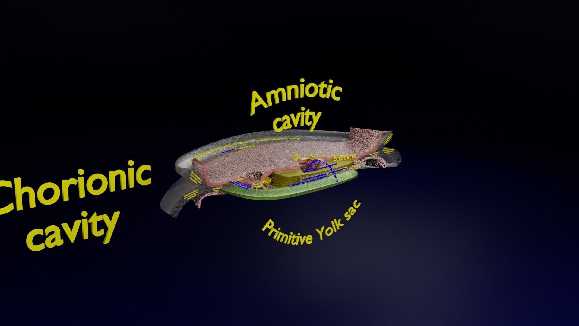 Human trilaminar embryo 3 Weeks Low-poly 3D model_47